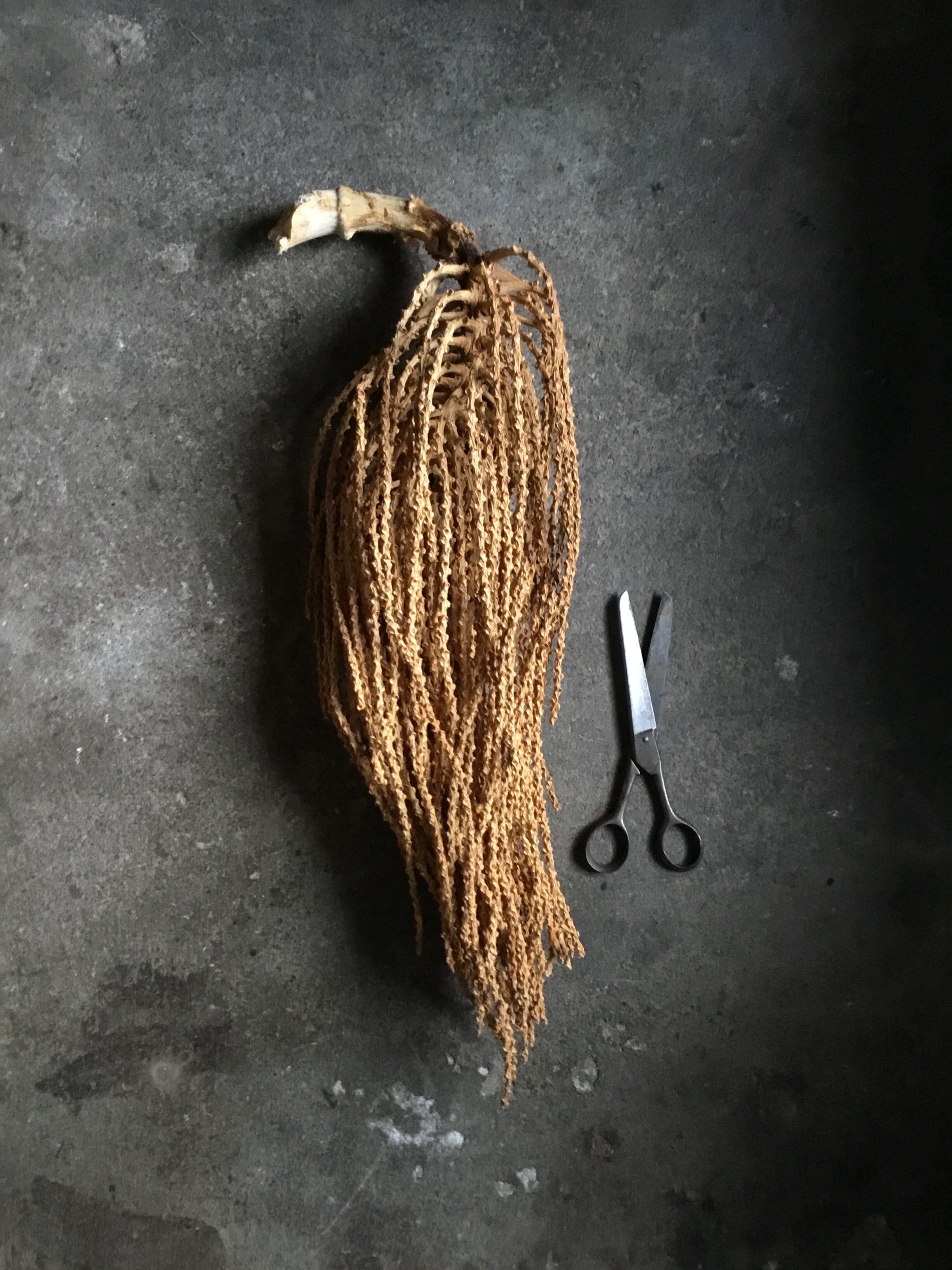 カリオタ ドレッド ドライフラワー | MEmENTO Dried flower