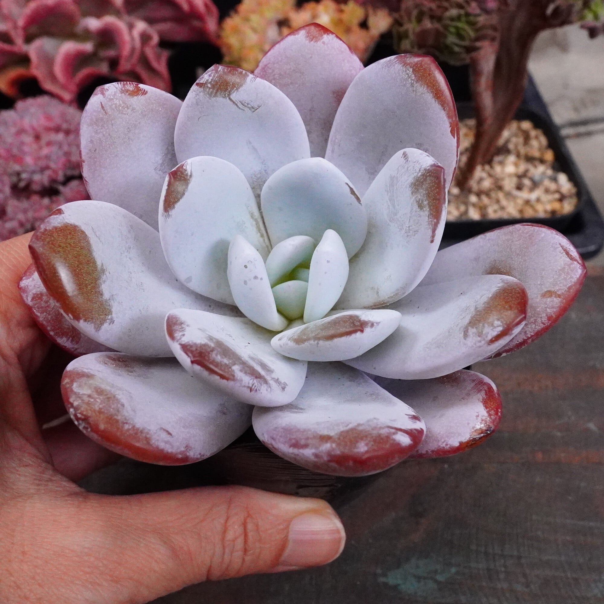 多肉植物 韓国苗 ♡yuiruna♡様 多肉植物 韓国苗 ♡yuiruna♡様