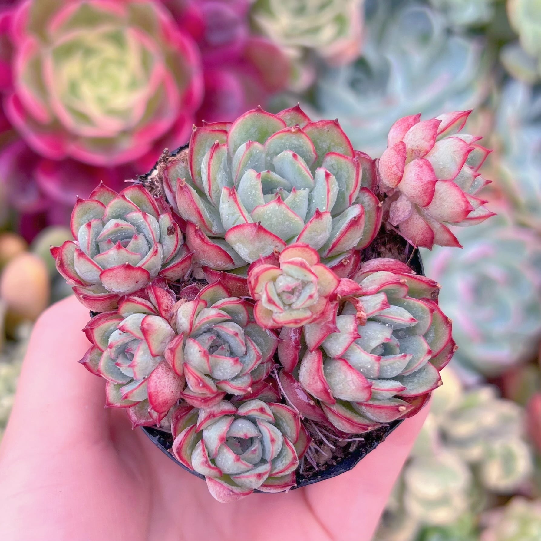 現品　プリドニスグリーンフォーム×Vincent Catto#882　るる農園