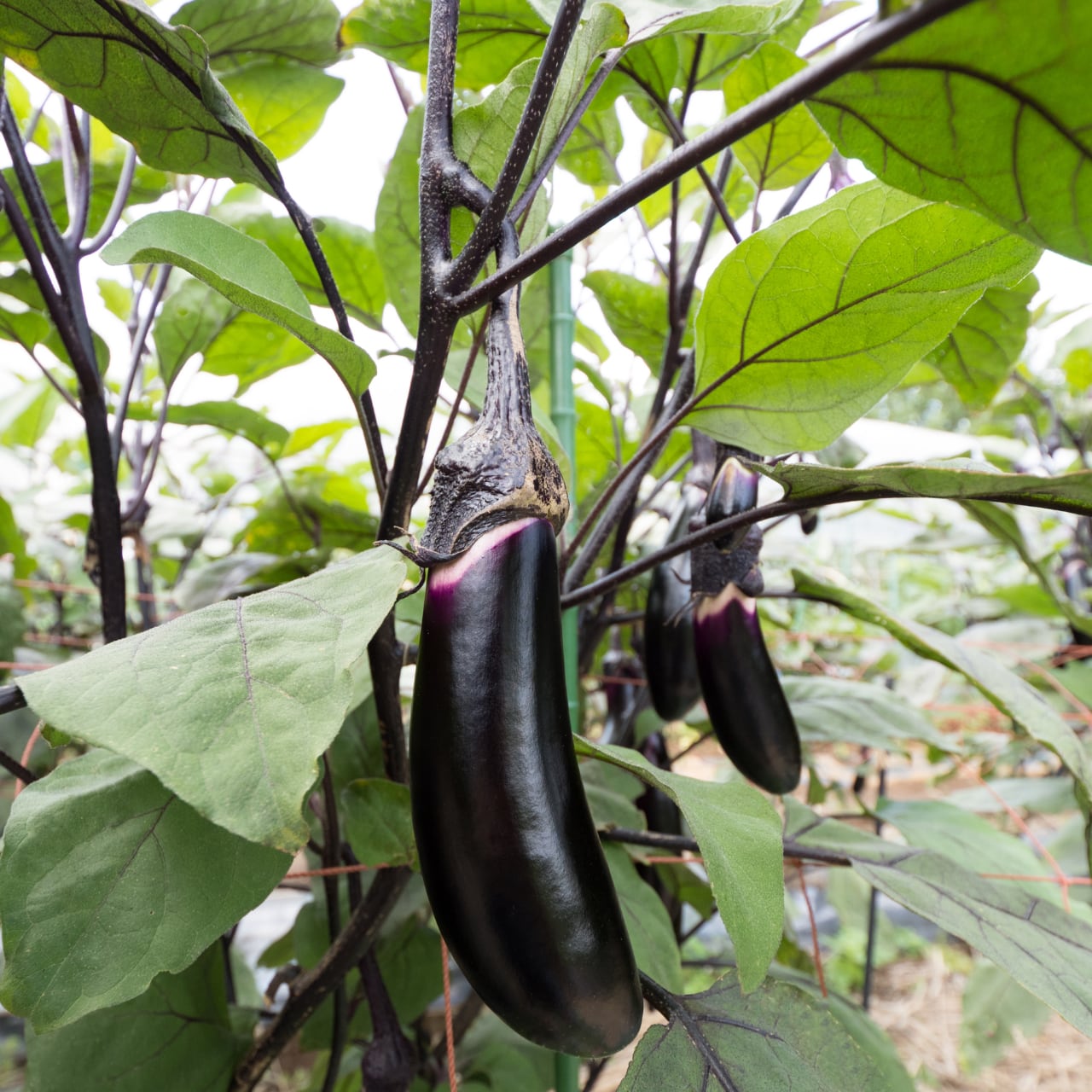 なす5本入り高知県産群馬県産他 | やさい専門店