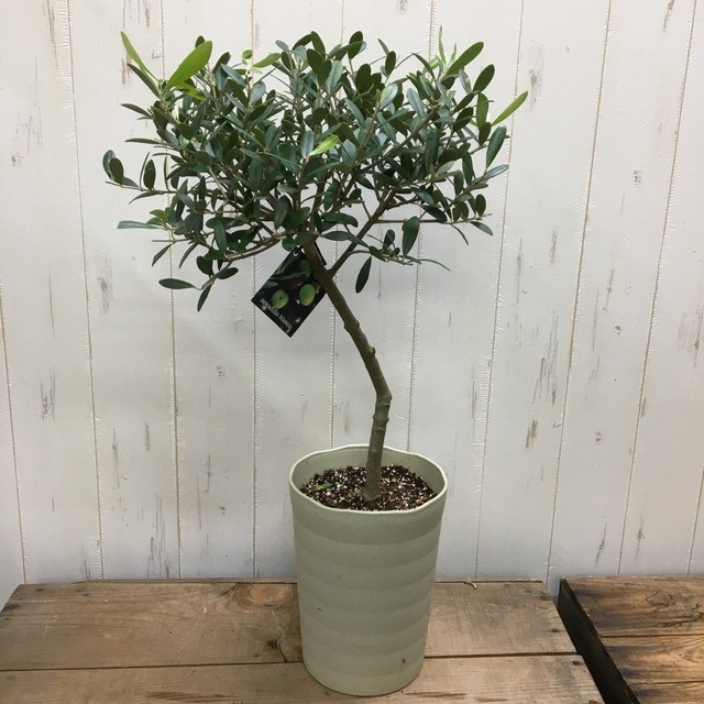 盆栽樹形 オリーブの木 ネバディロブランコ Souju 6号鉢 A 5 Plants Shop Olive