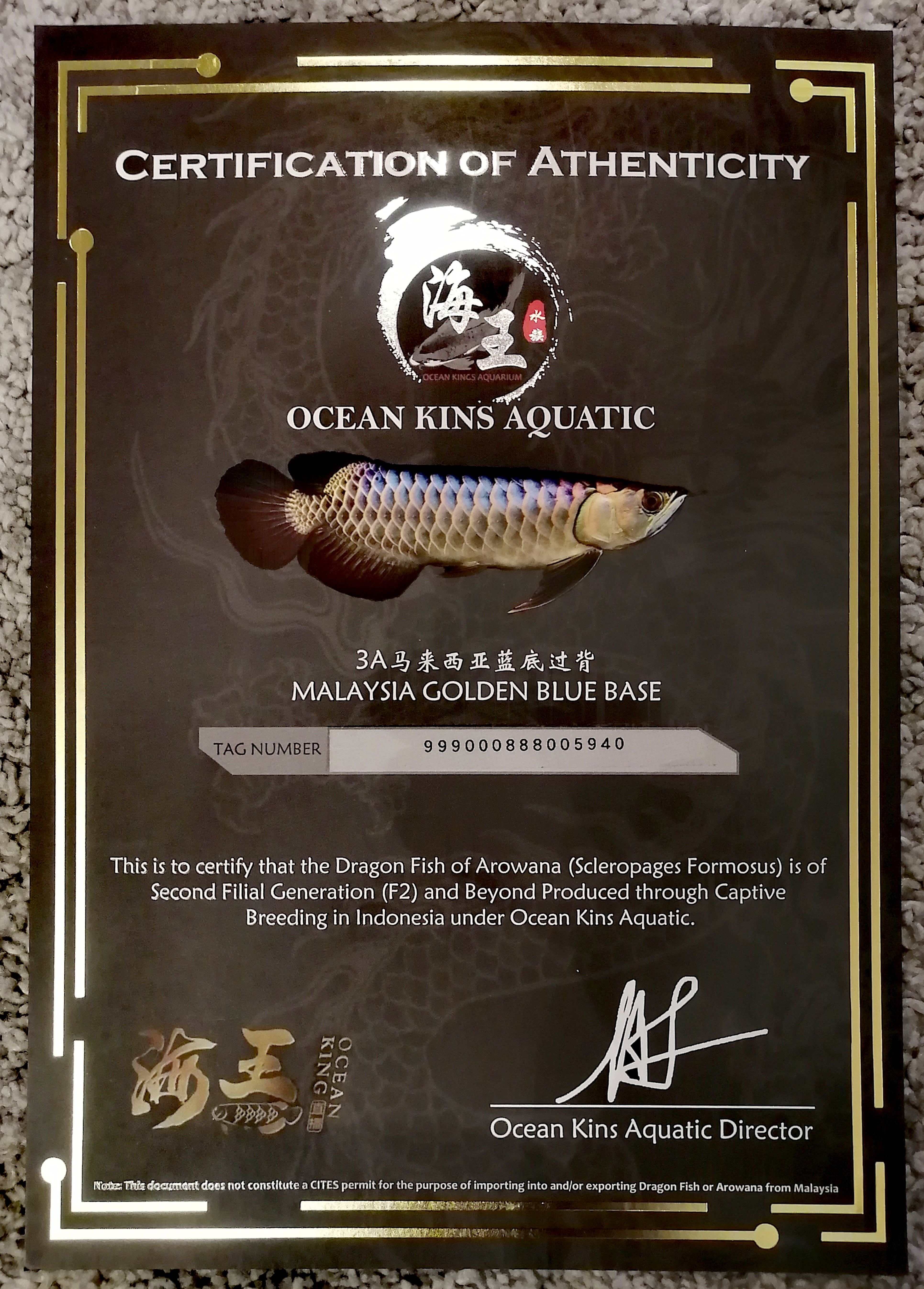 ☆極美完璧☆藍底過背金龍 (ブルーベース) ±23㎝《5940 証明書付き