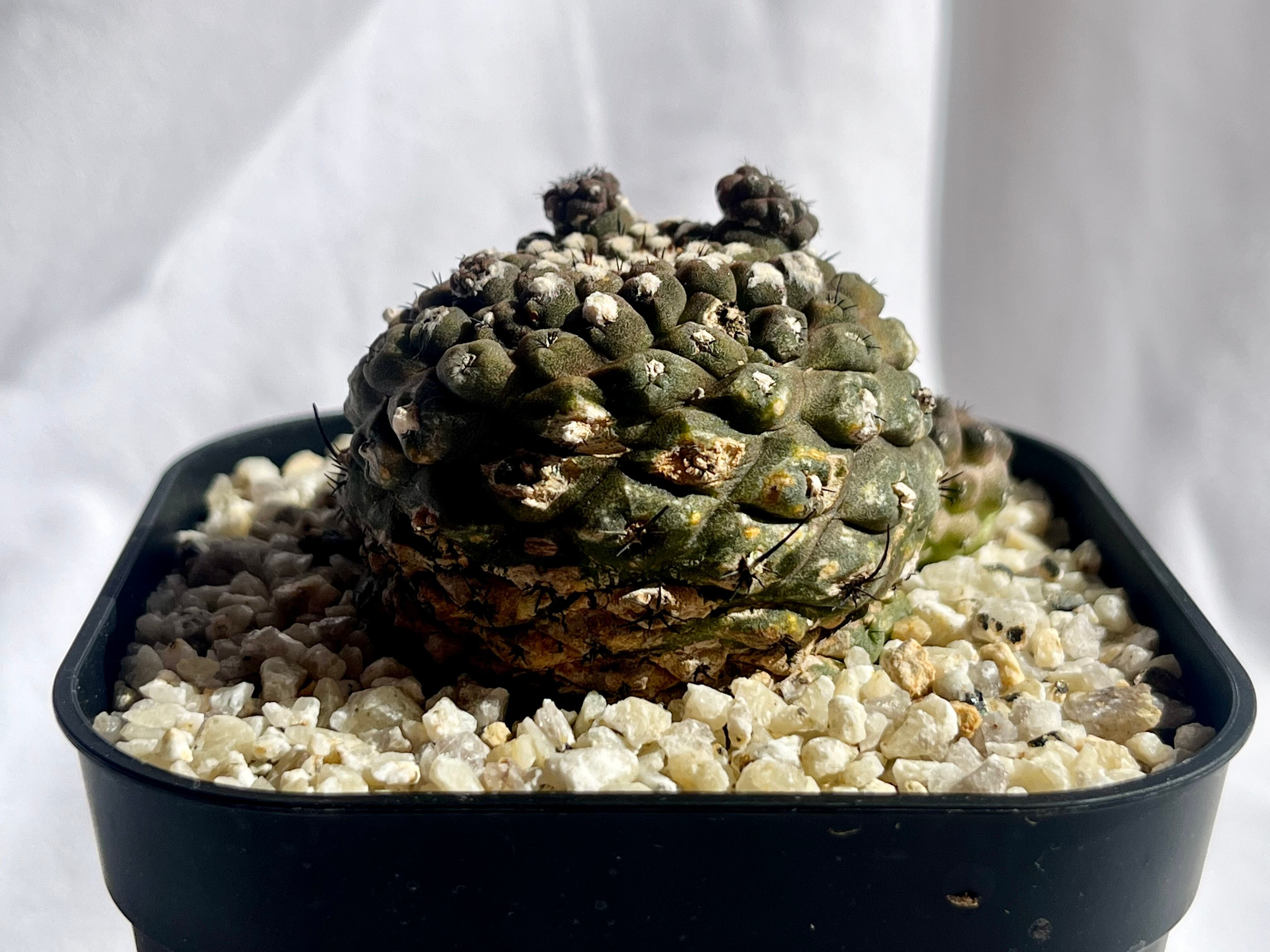 Copiapoa hypogaea コピアポア ヒポガエア サボテン | plants MARU
