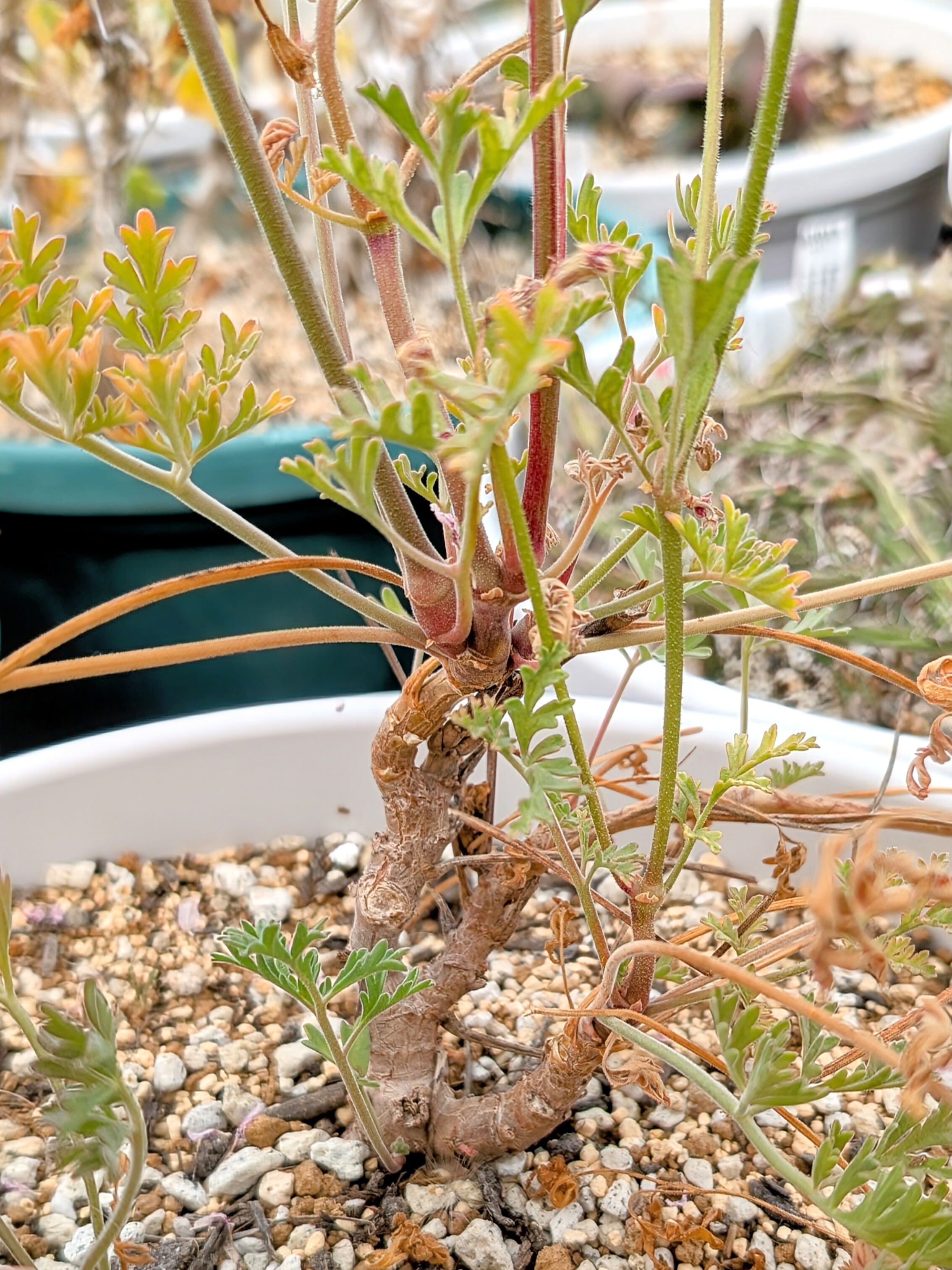 種子(少量パック)/10粒】Pelargonium dolomiticum (Bloemfontein, RSA