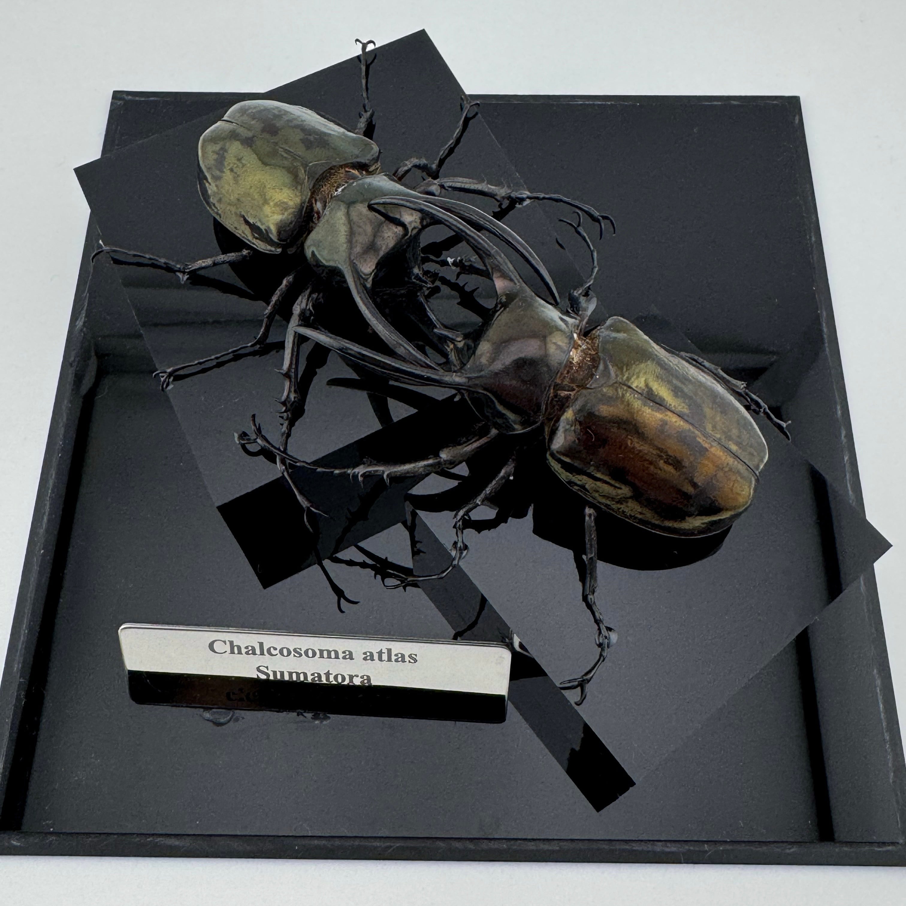 標本 ジオラマ 高級 レア 一点物 タランドゥス オウゴンオニ ニジイロクワガタ 標本 ジオラマ 高級 レア 一点物 タランドゥス オウゴンオニ ニジイロ