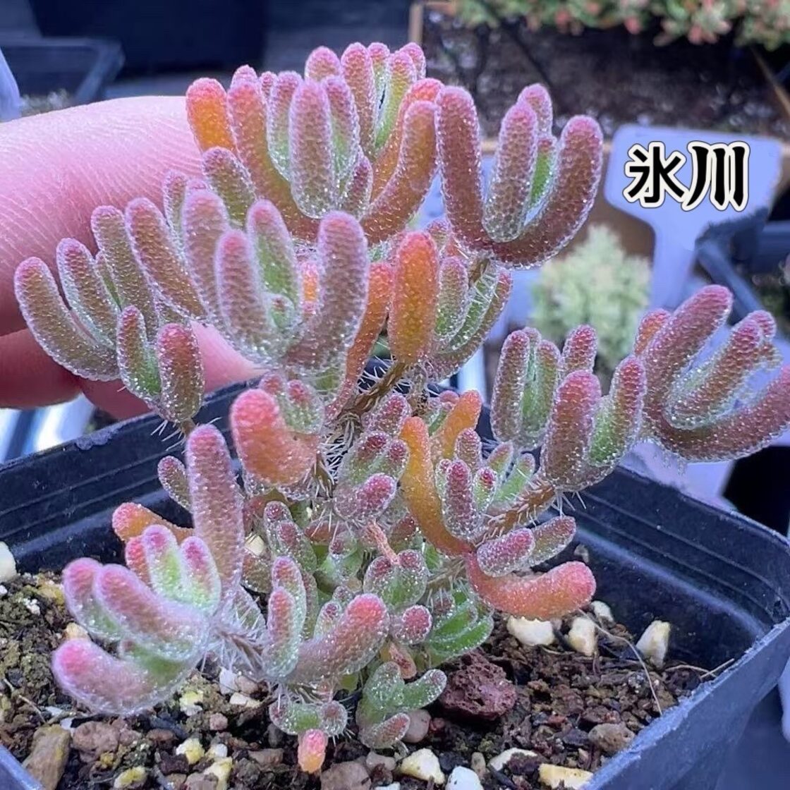 SALE❣️多肉植物 ドロサンテマム キラキラ 氷川 抜き苗 1株 | PAY ID