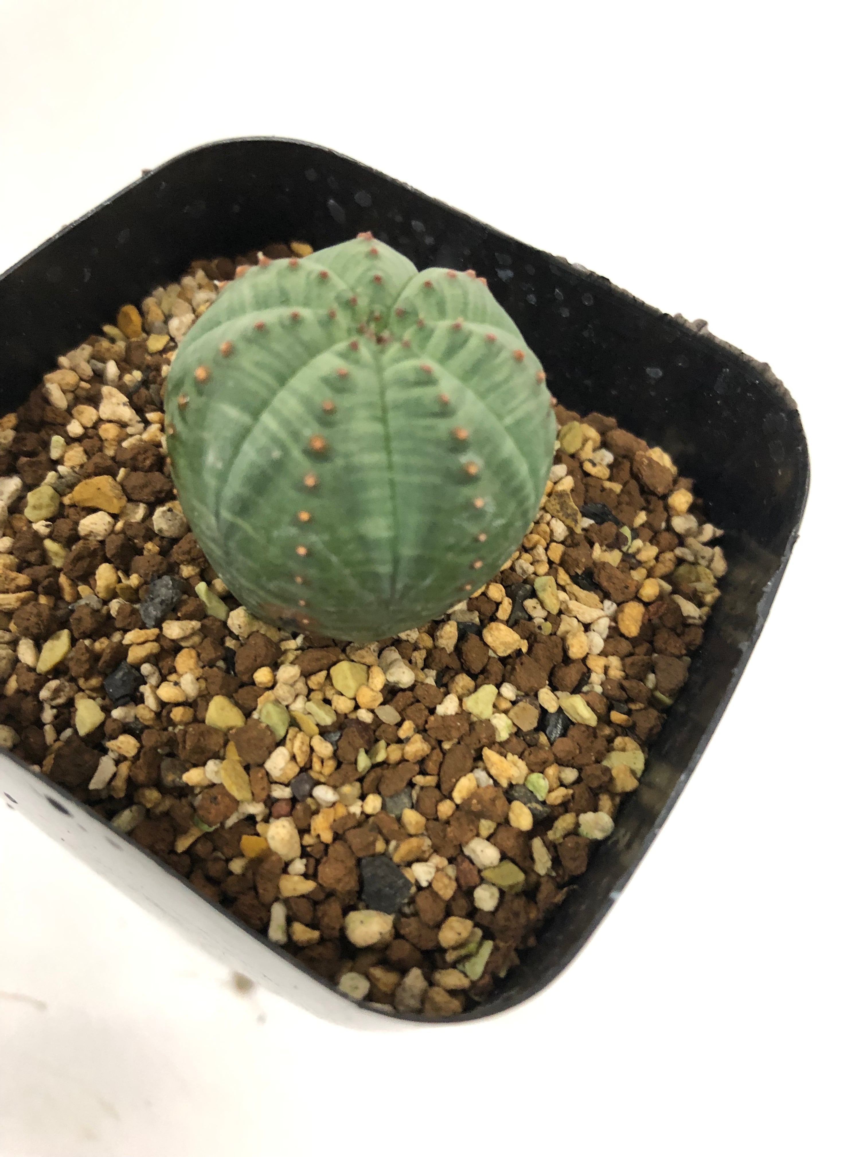 Euphorbia Obesa ユーフォルビア・オベサ 多肉植物 | plants MARU ー 多肉植物・サボテン・園芸グッズのお店 ー  powered by BASE