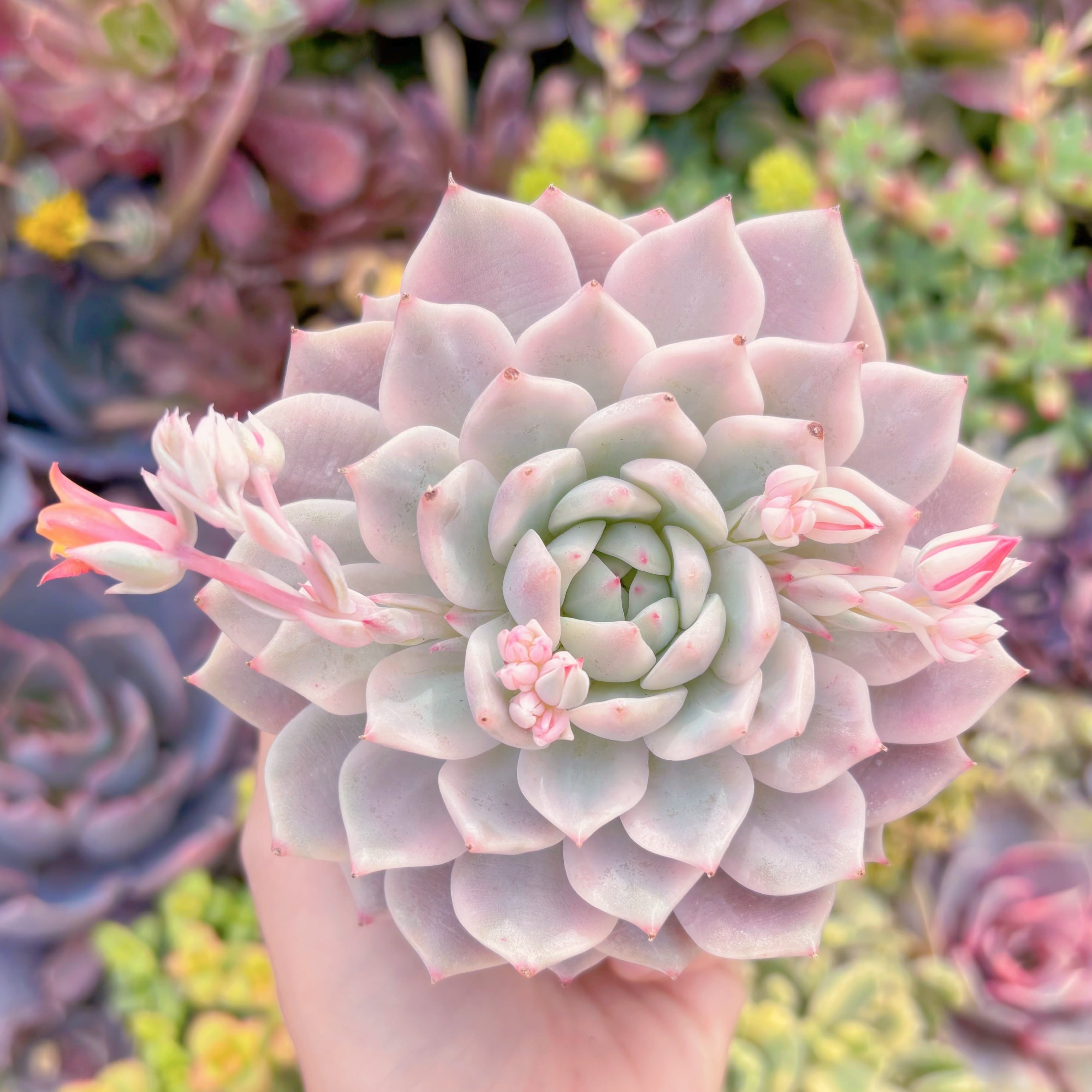 現品　tp錦#543　大苗　新入荷　るる農園