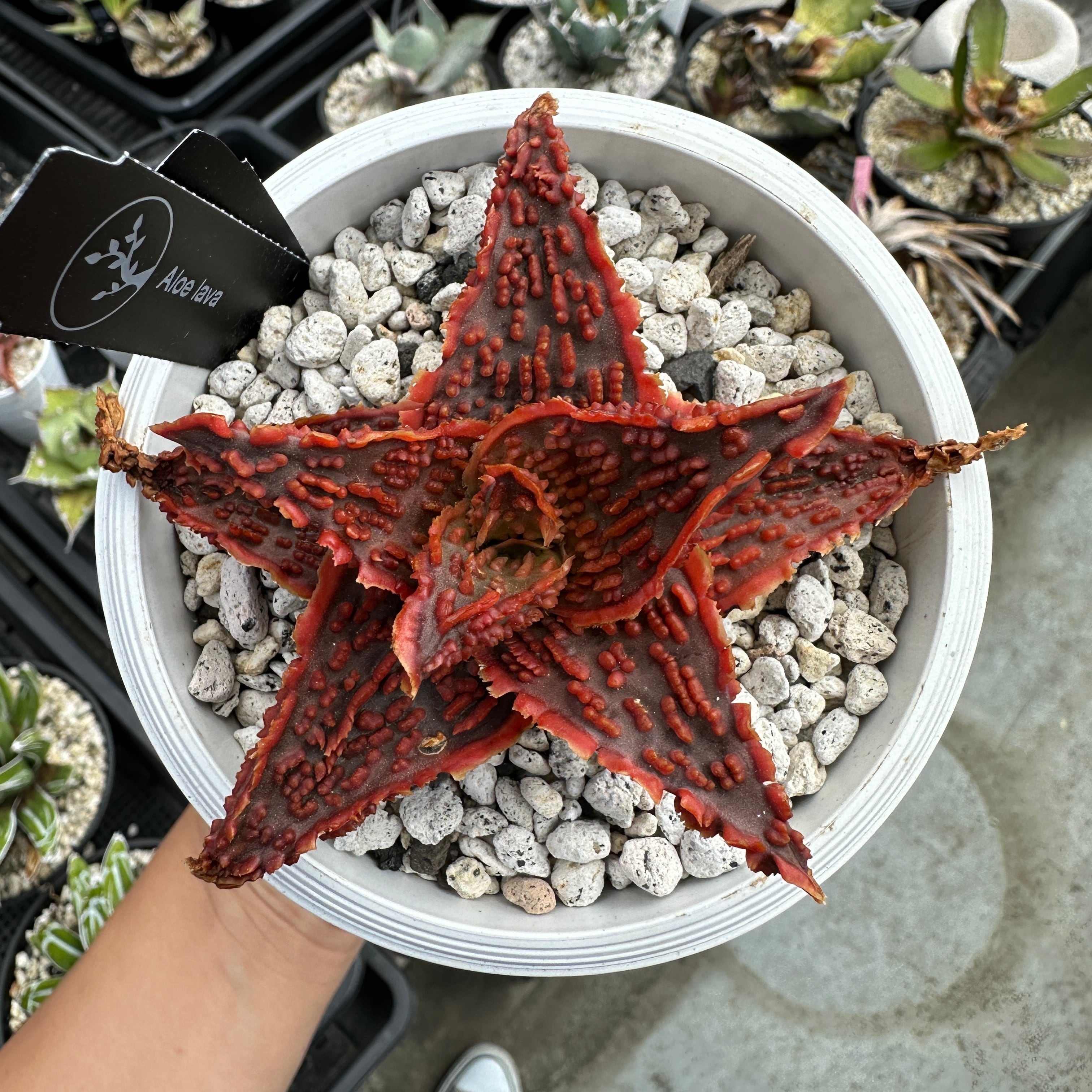 アロエ | THE CORE