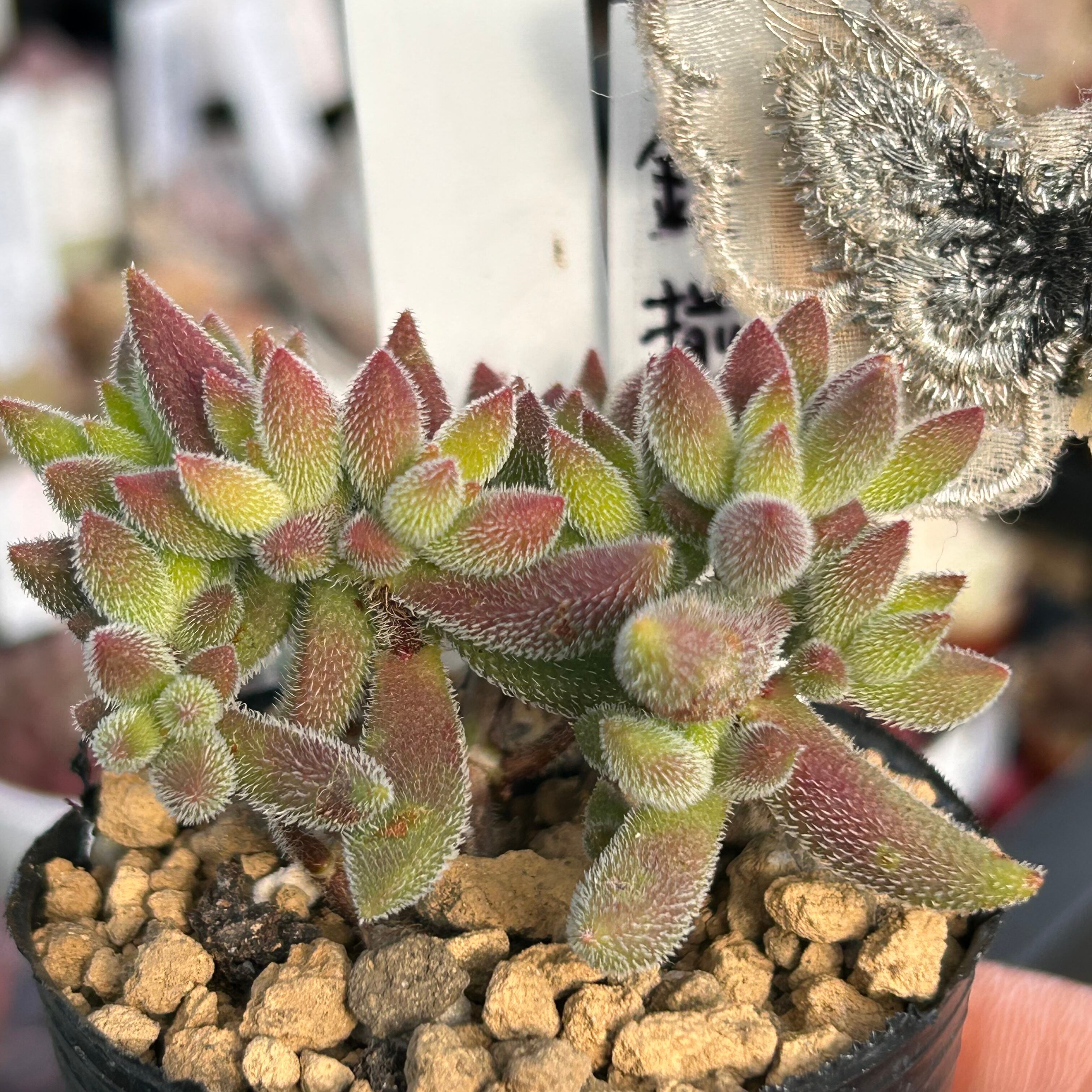 K)銀揃 | RuPo 多肉植物専門店