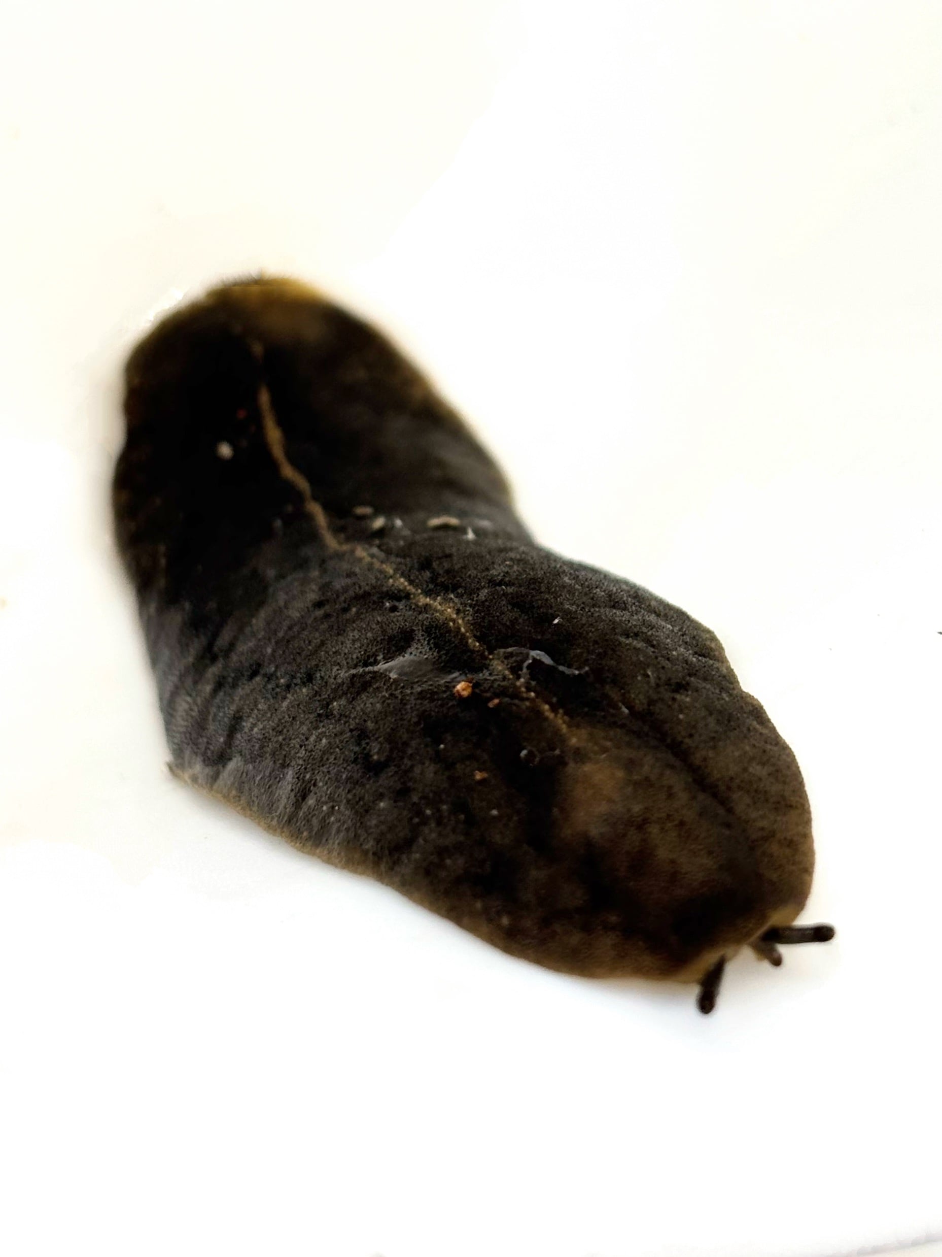 タイゴールデンフリンジタランチュラ Ornithoctonus aureotibialis 1匹