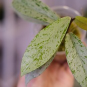 Hoya pubicaly x Pink Silver Ghost④ / ホヤ プビカリクス×ピンク シルバーゴースト