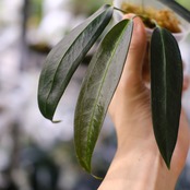 Anthurium wendlingeri④ / アンスリウム・ウェンドリンゲリ│観葉植物