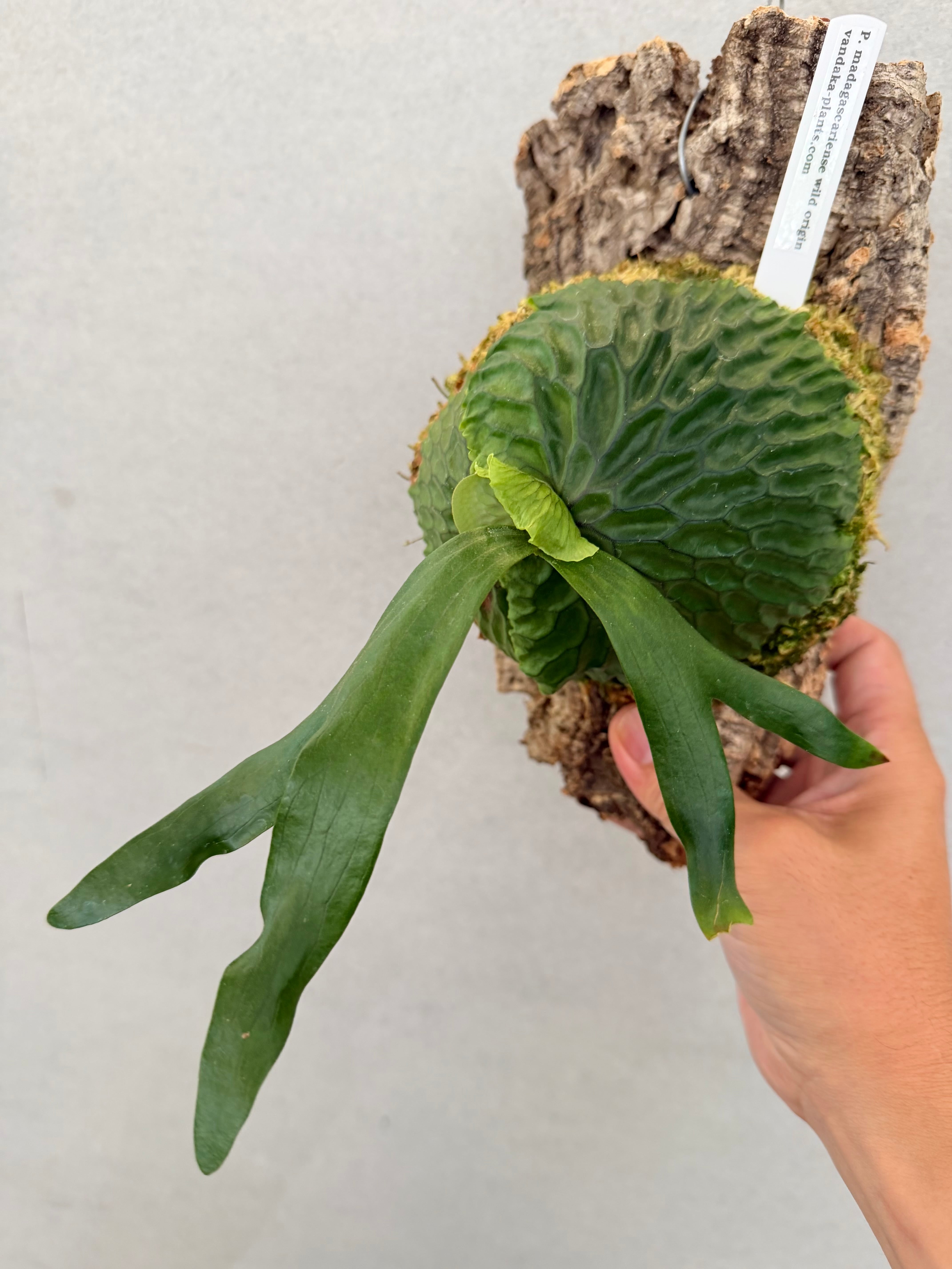 a) P. madagascariense wild origin ビカクシダ マダガスカリエンセ