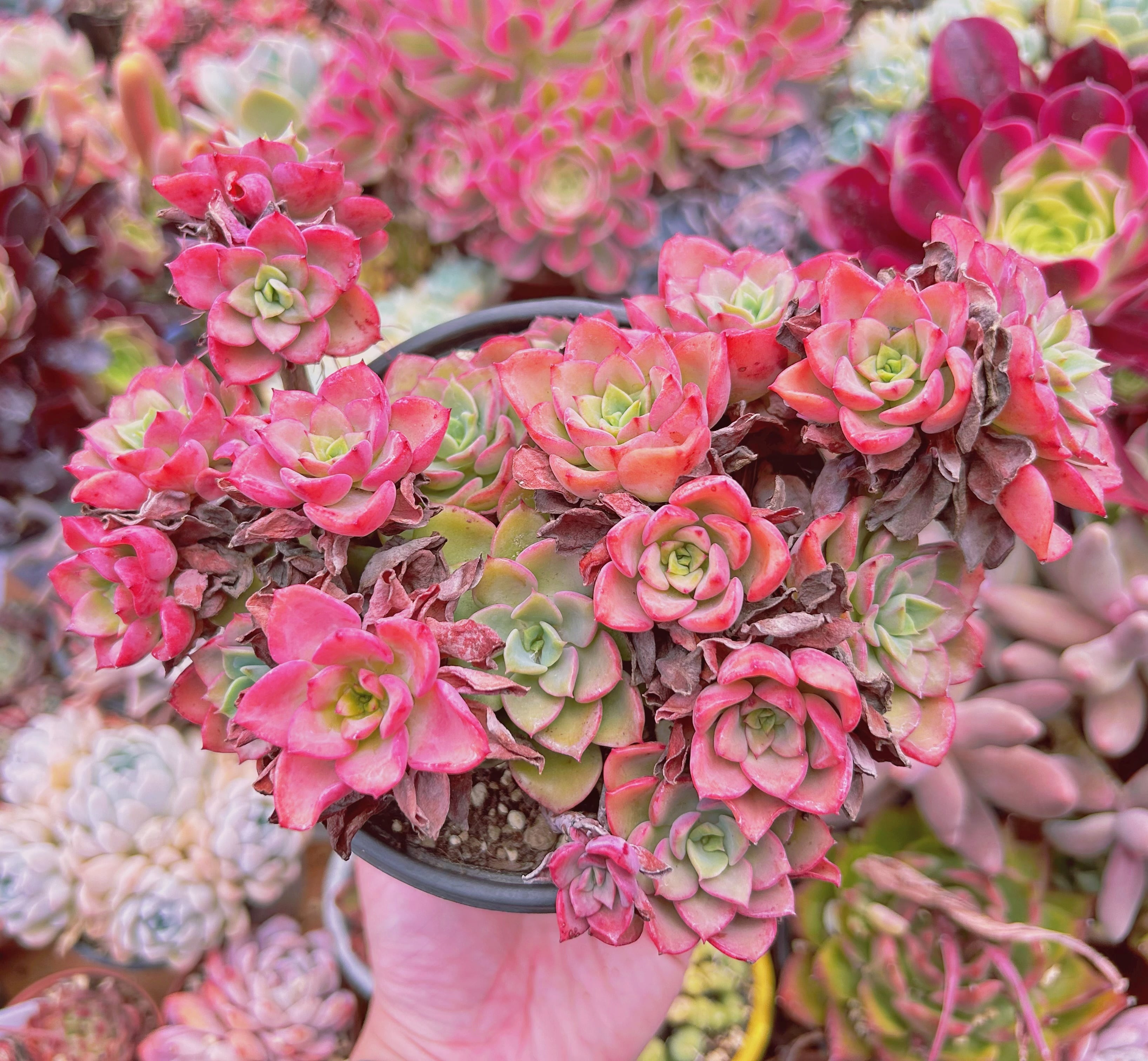 799現物 多肉植物 ノーブル 特大 | PAY ID