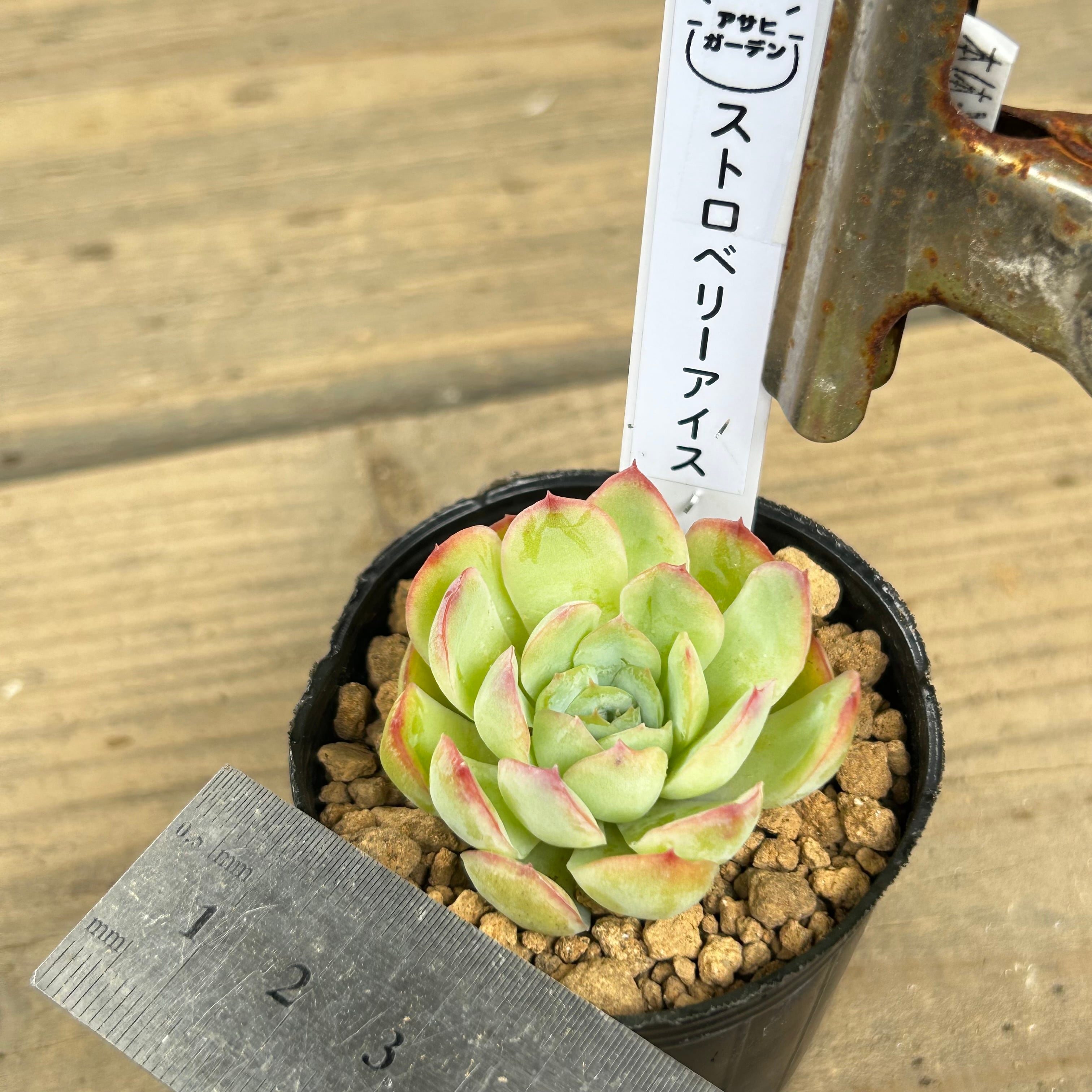 ストロベリーアイス | RuPo 多肉植物専門店