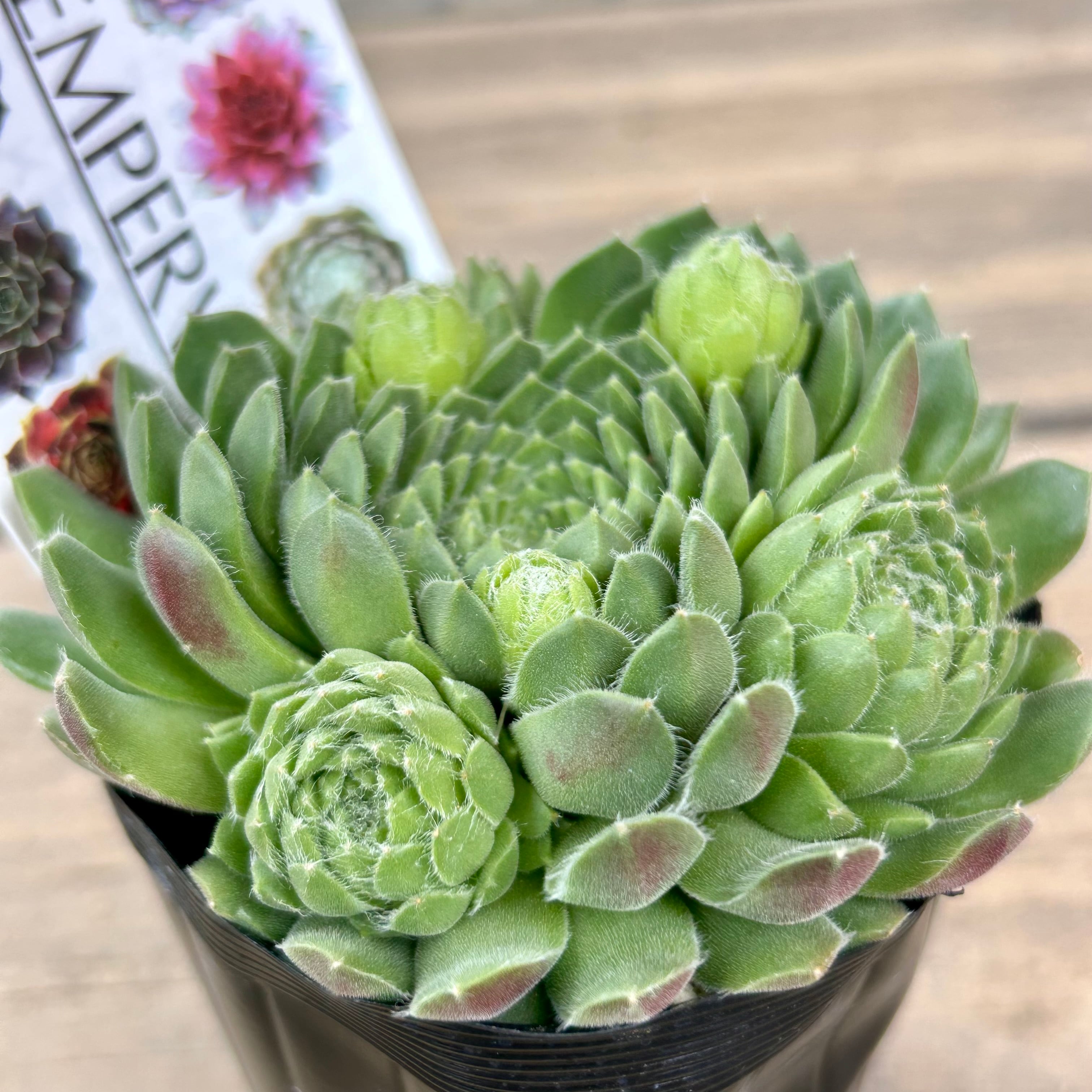 ペキニーズ センペルビウム | RuPo 多肉植物専門店