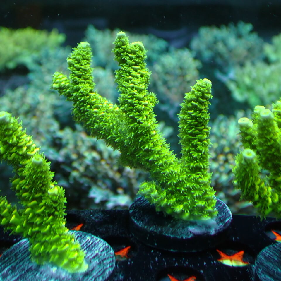n340 アザミハナガタサンゴ | HOUSE REEF(ハウスリーフ)サンゴ・海水魚