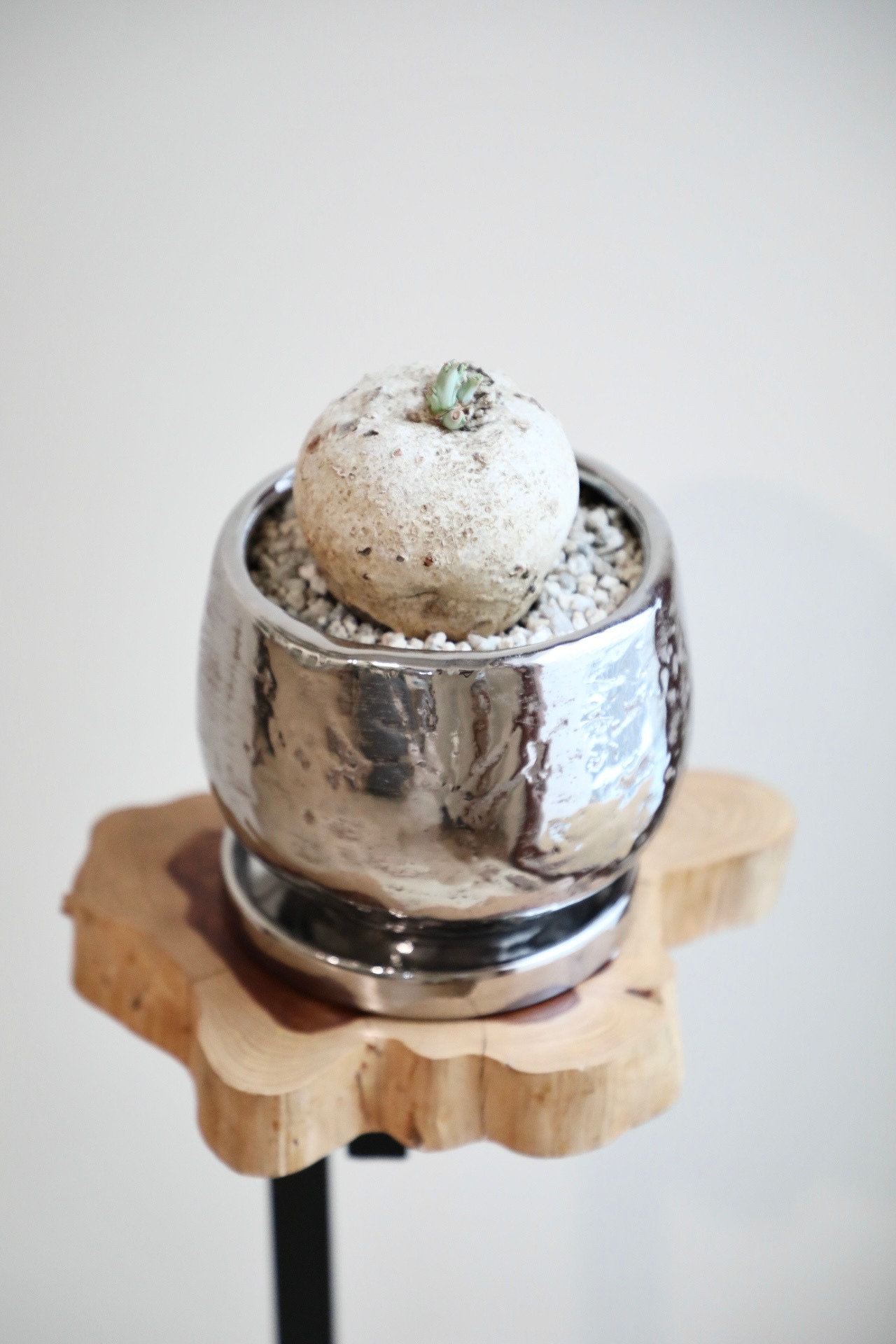 【M】ヤトロファ カタルティカ ベルランディエリ/Jatropha cathartica　※陶器鉢付き