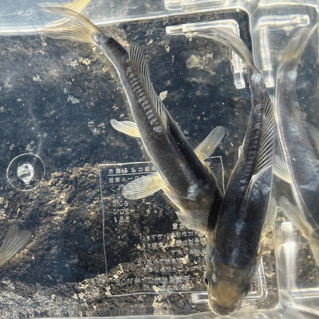 （錦鯉）ドイツカラス鯉（1匹）【生体】