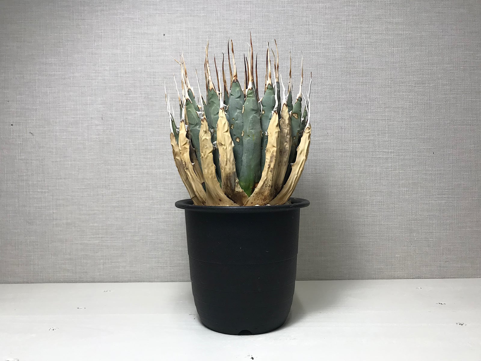 アガベ ユタエンシス エボリスピナ