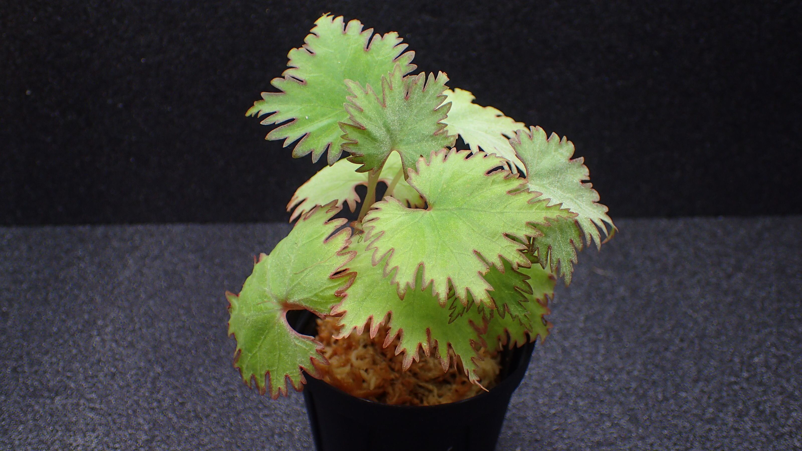 Bucephalandra sp Nanga Taman 1株 | 熱帯植物 水草