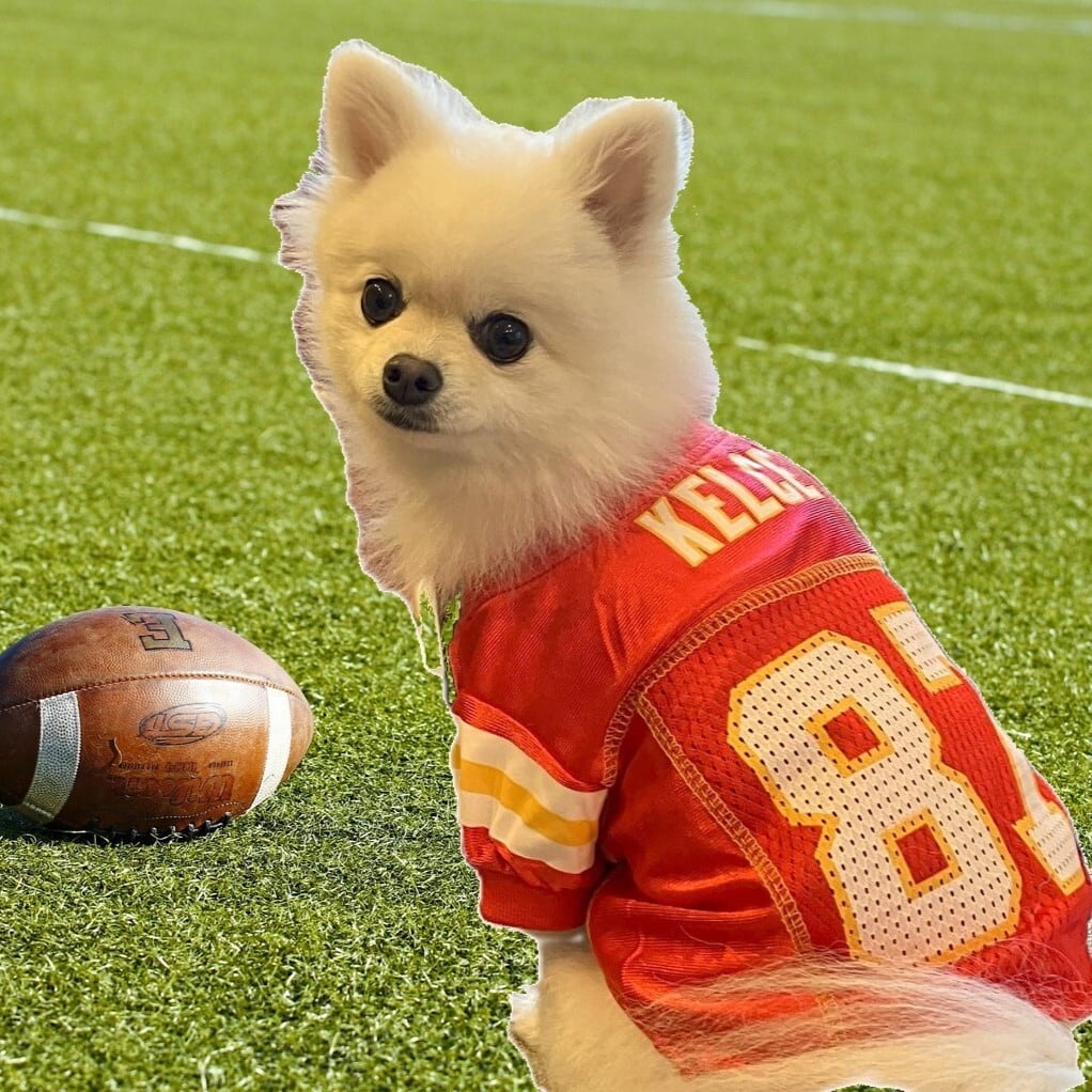 NFL Dog Wear | HundspaSS