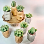 【数量限定】モアイ像の形をした鉢に入った多肉植物アロマキャンドル