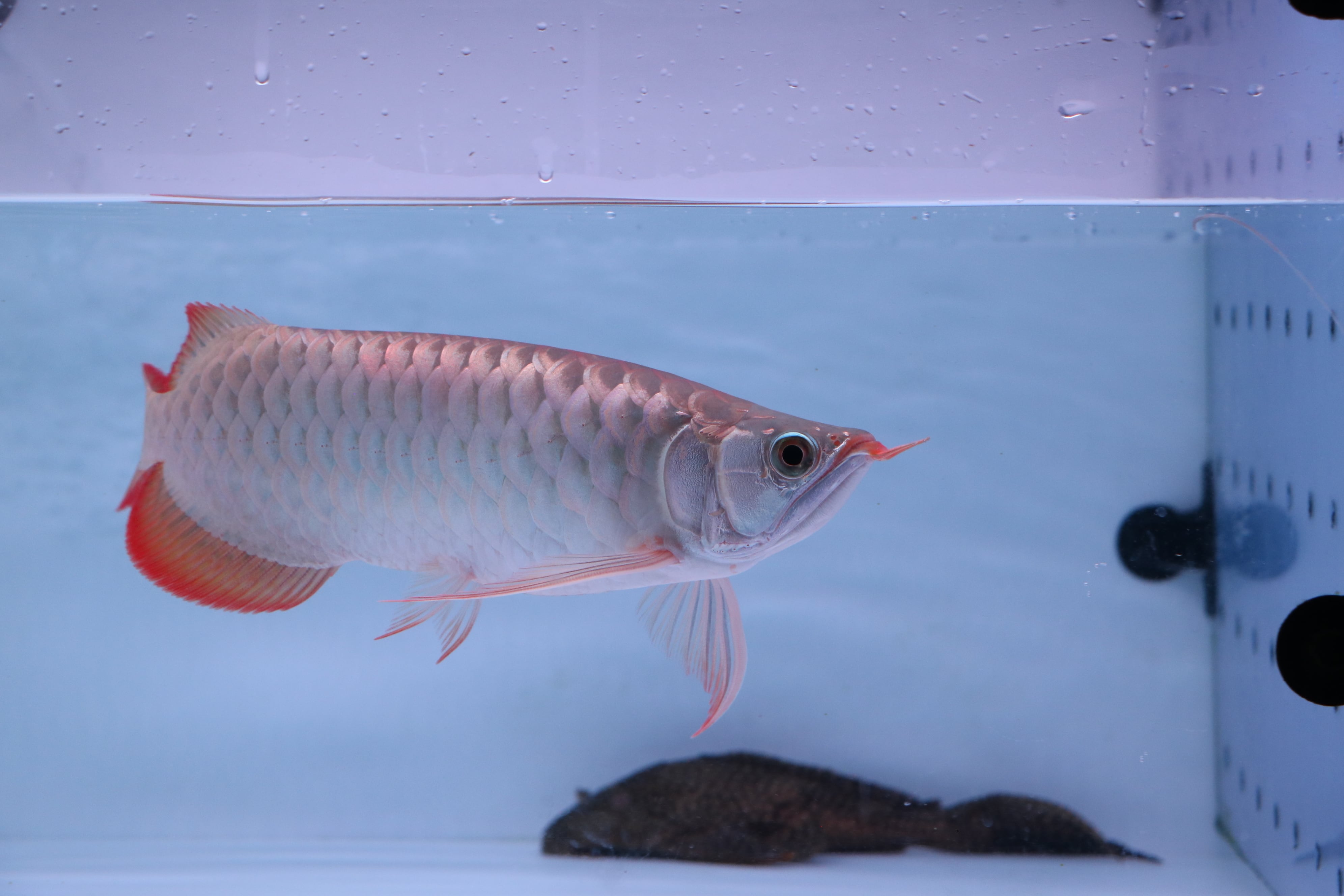 200,001円〜 | アロワナ等の大型魚・熱帯魚のオンライン販売店