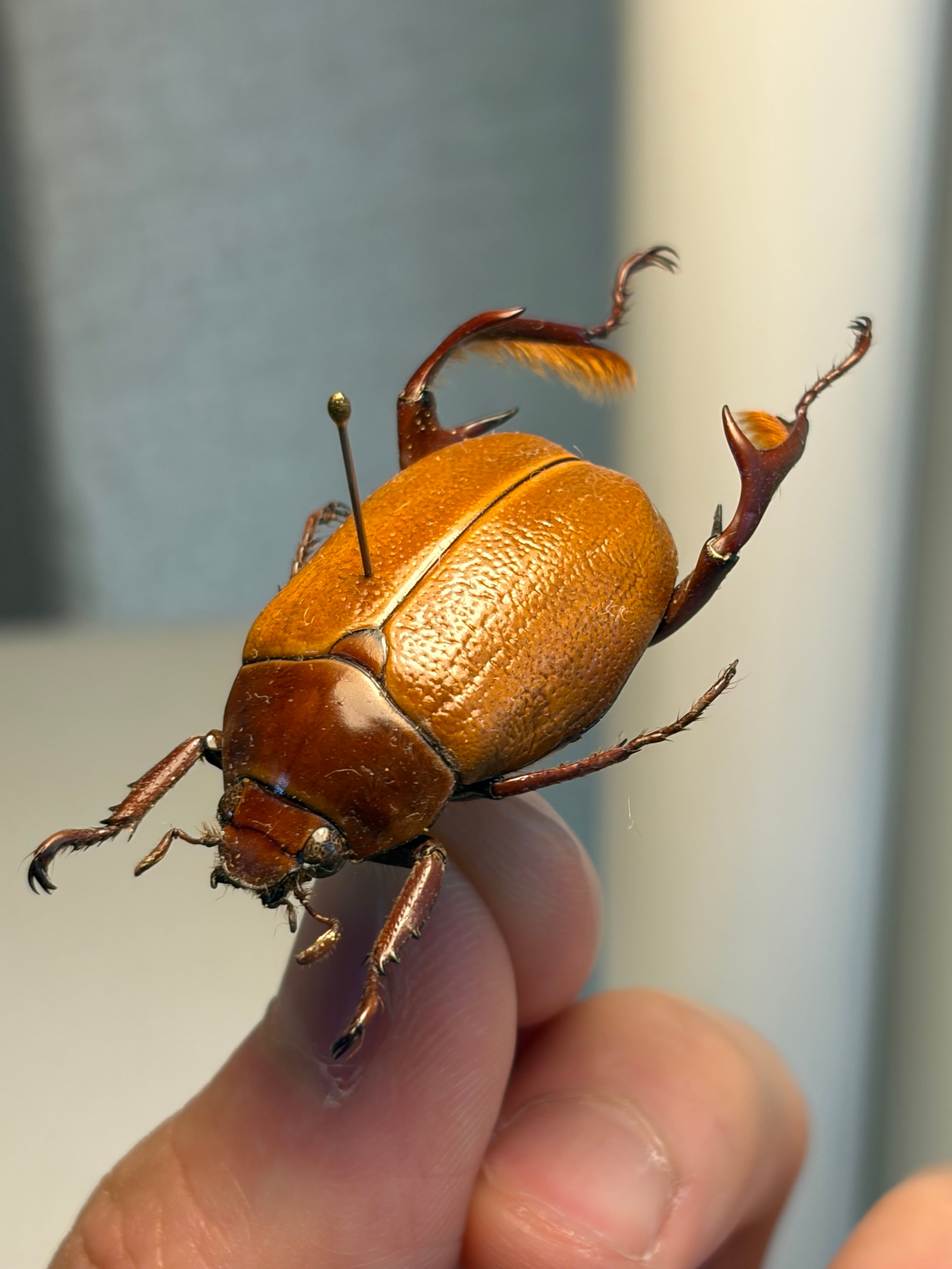 【年代物】チャイロフトタマムシ フトタマムシ スハンダエ プラチナコガネ 標本 年代物】チャイロフトタマムシ フトタマムシ スハンダエ プラチナ