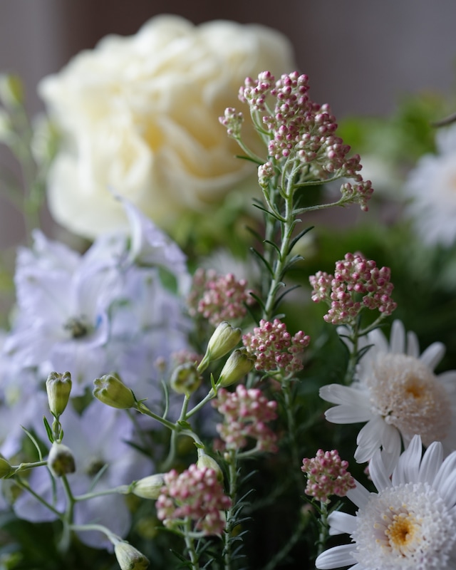 【花苗セット】マーガレット、デルフィニウムの淡い色のミニ苗セット