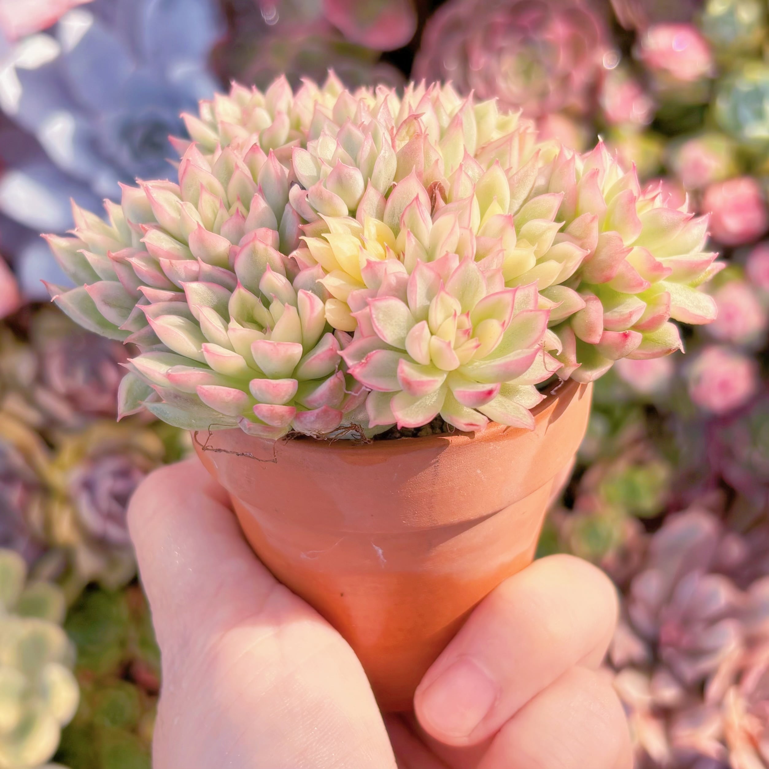 多肉植物 女雛錦 群生 新入荷 るる農園 | るる農園~多肉植物専門