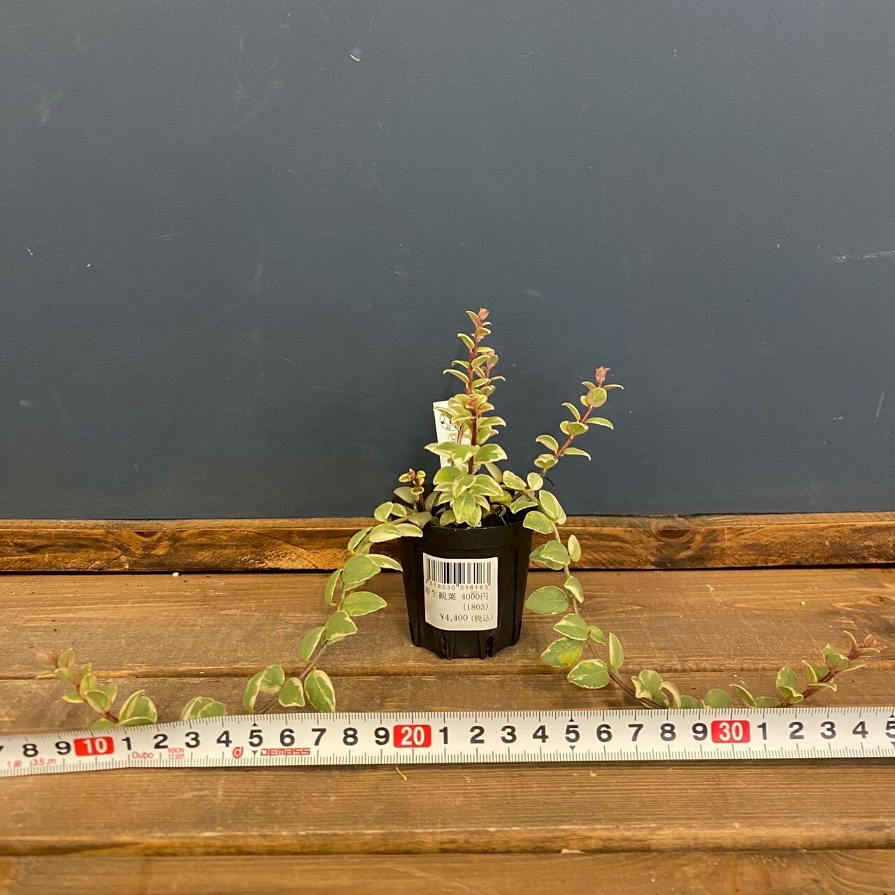 コルムネア oerstediana variegata【191】