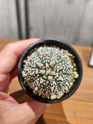 Astrophytum asterias Vtype  【artPLANTs/PLANTS GARAGE 】 アストロフィツム スーパー兜