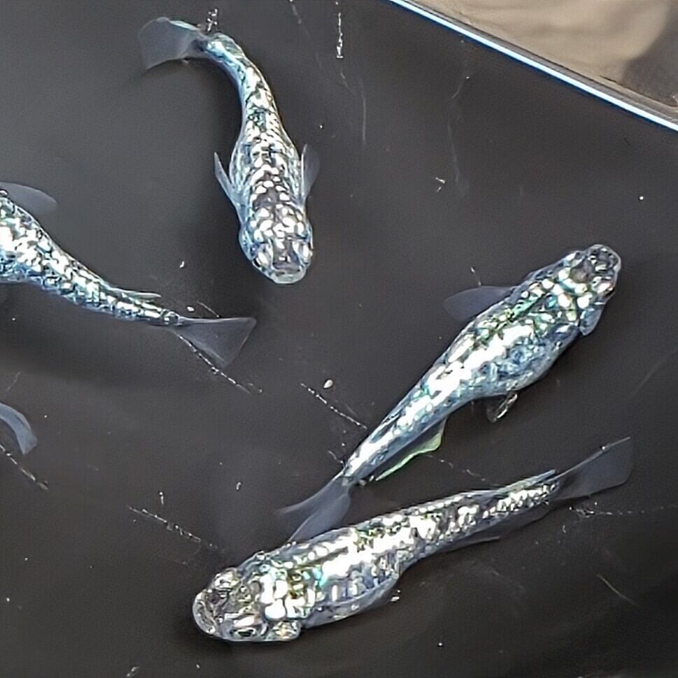 彩華 若魚 #改良メダカ 彩華 若魚 5匹 メダカ水槽 メダカ種類 メダカの