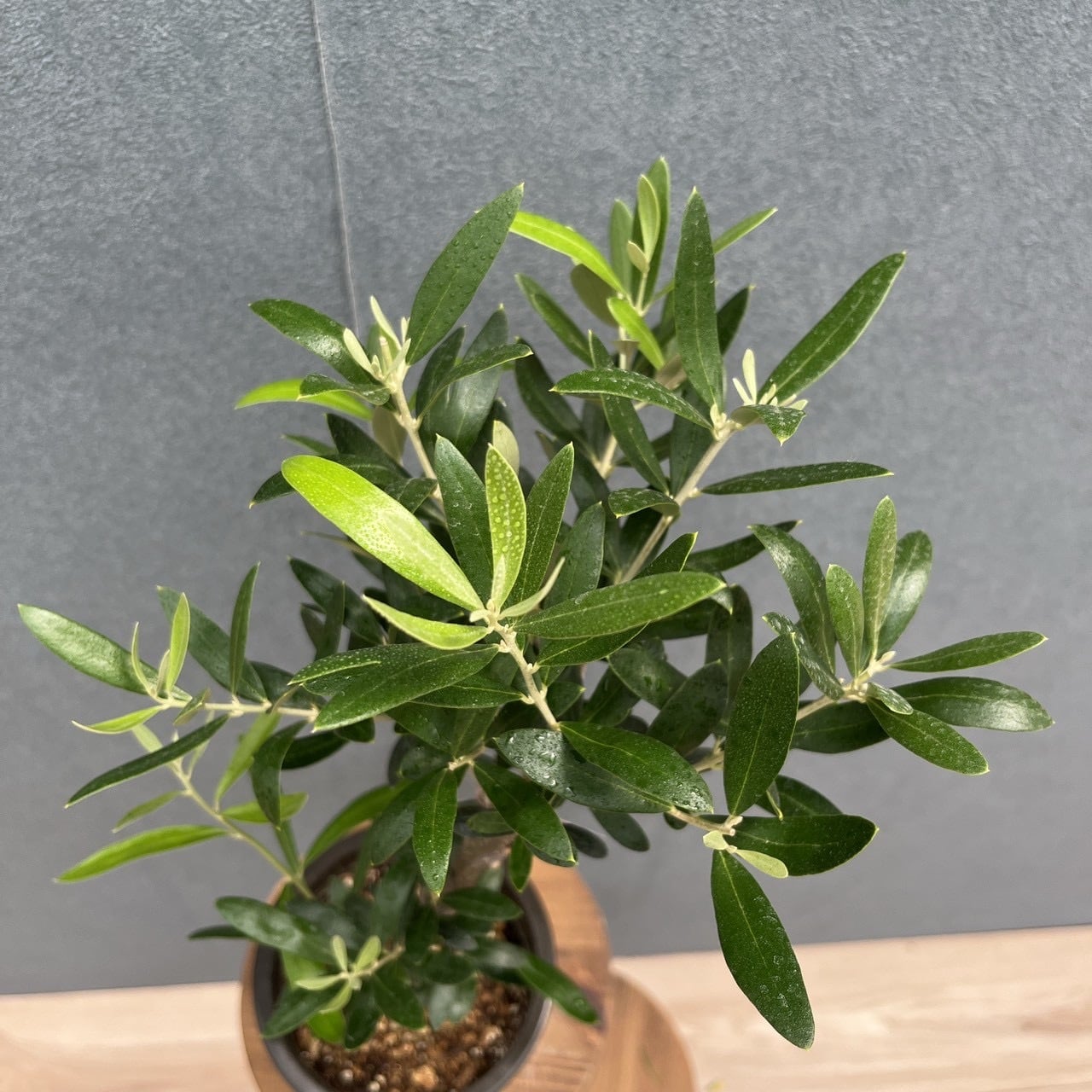 現品］16番 創樹 オリーブ ネバディロブランコ 4号 観葉植物 屋外