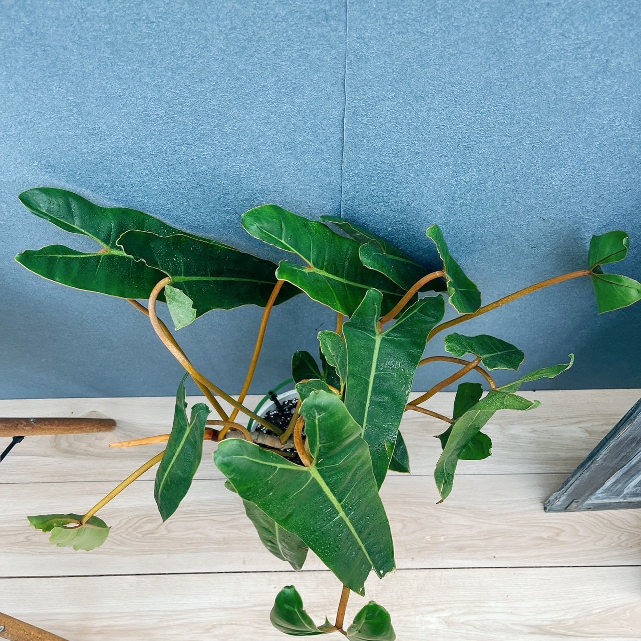 現品］【希少】40番 フィロデンドロン ビレッティア 7号 観葉植物 室内