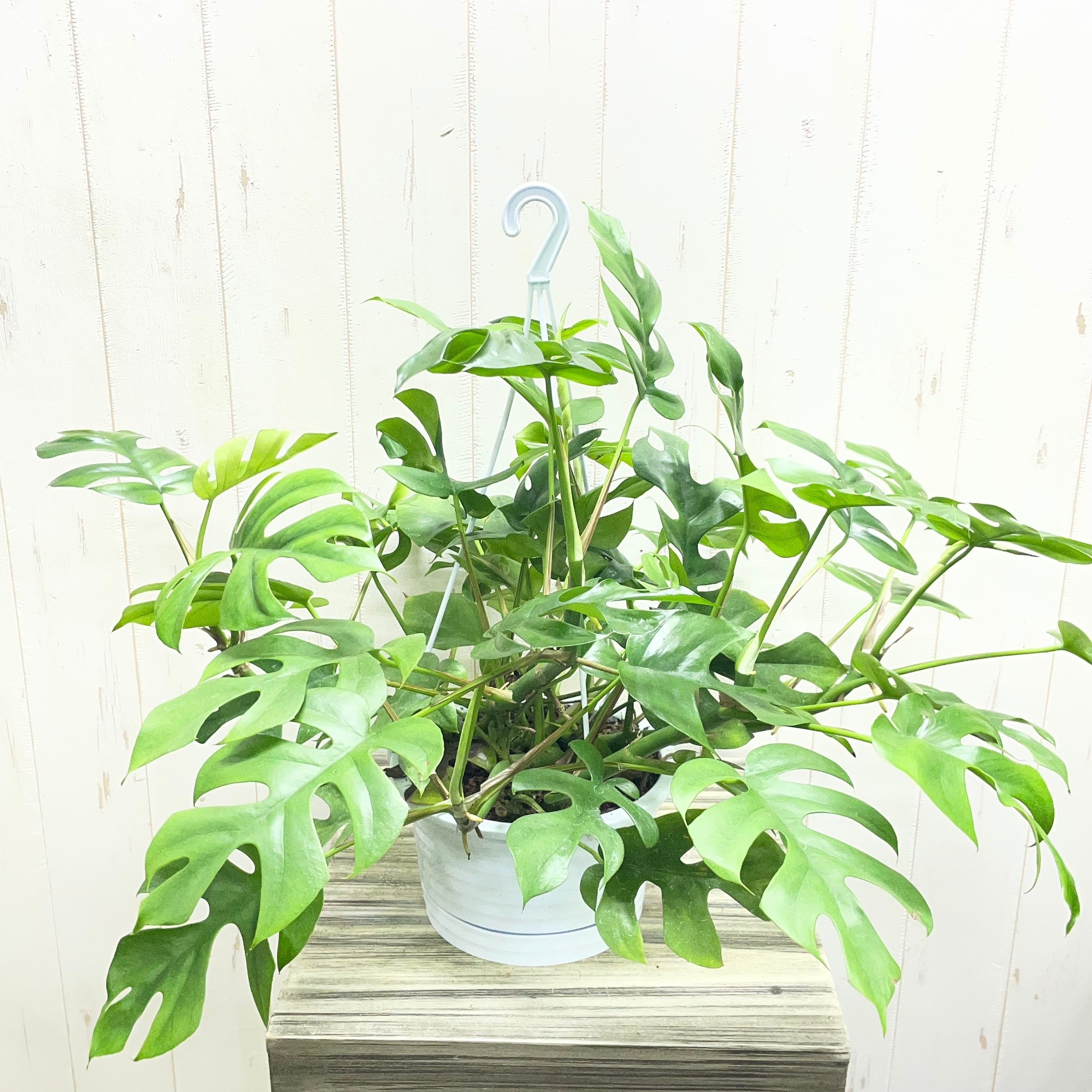 PLANTS SHOP OLIVE