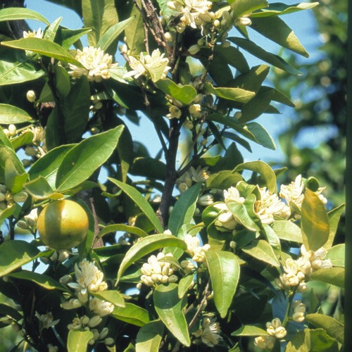 ネロリＢＩＯ・Ｇｃ 精油