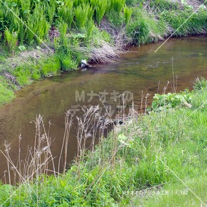 春の綺麗な小川（釧路町）　 Beautiful spring stream (Kushiro Town)