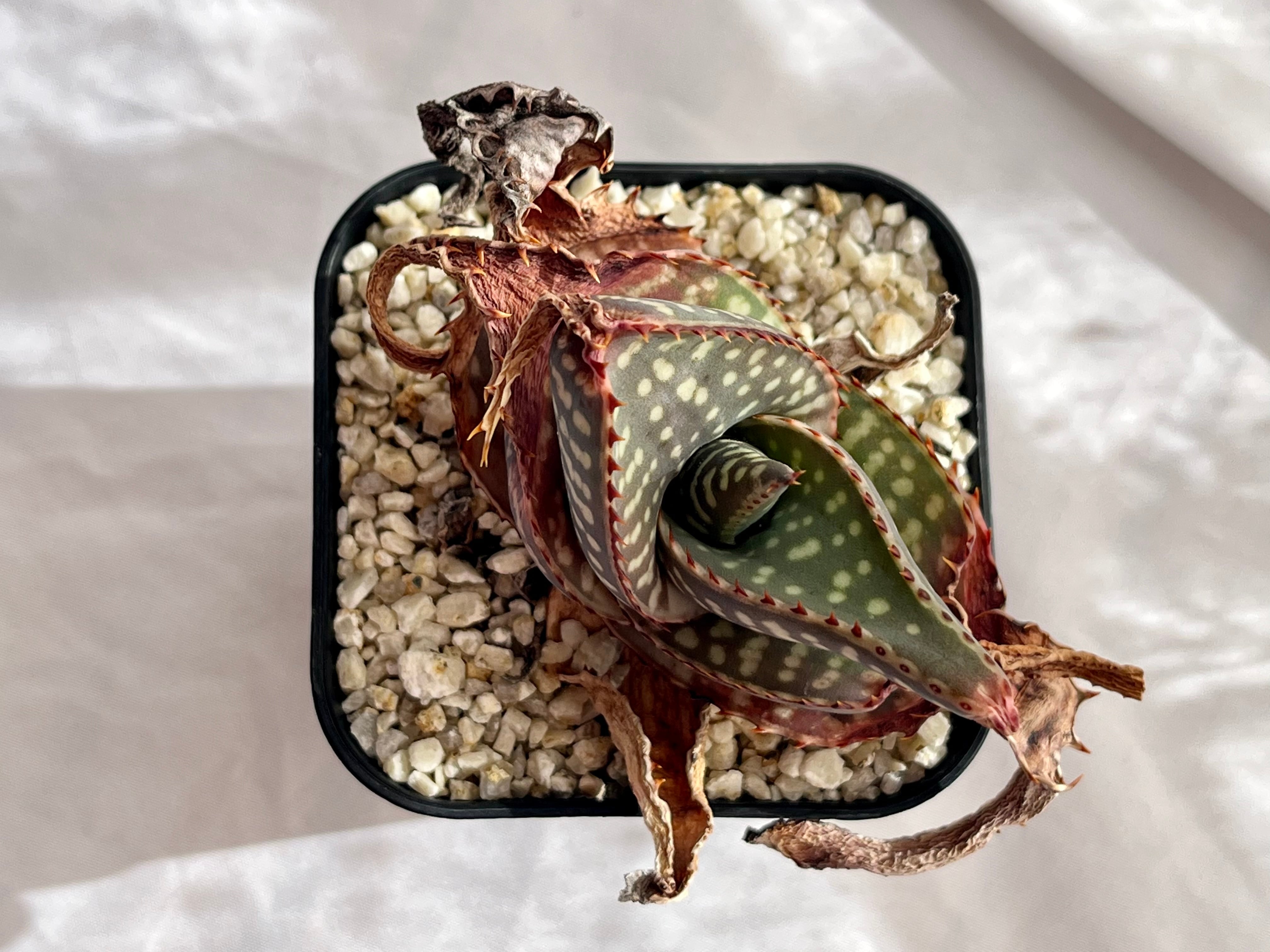 Aloe maculata v.latifolia アロエ ラティフォリア 多肉植物 | plants