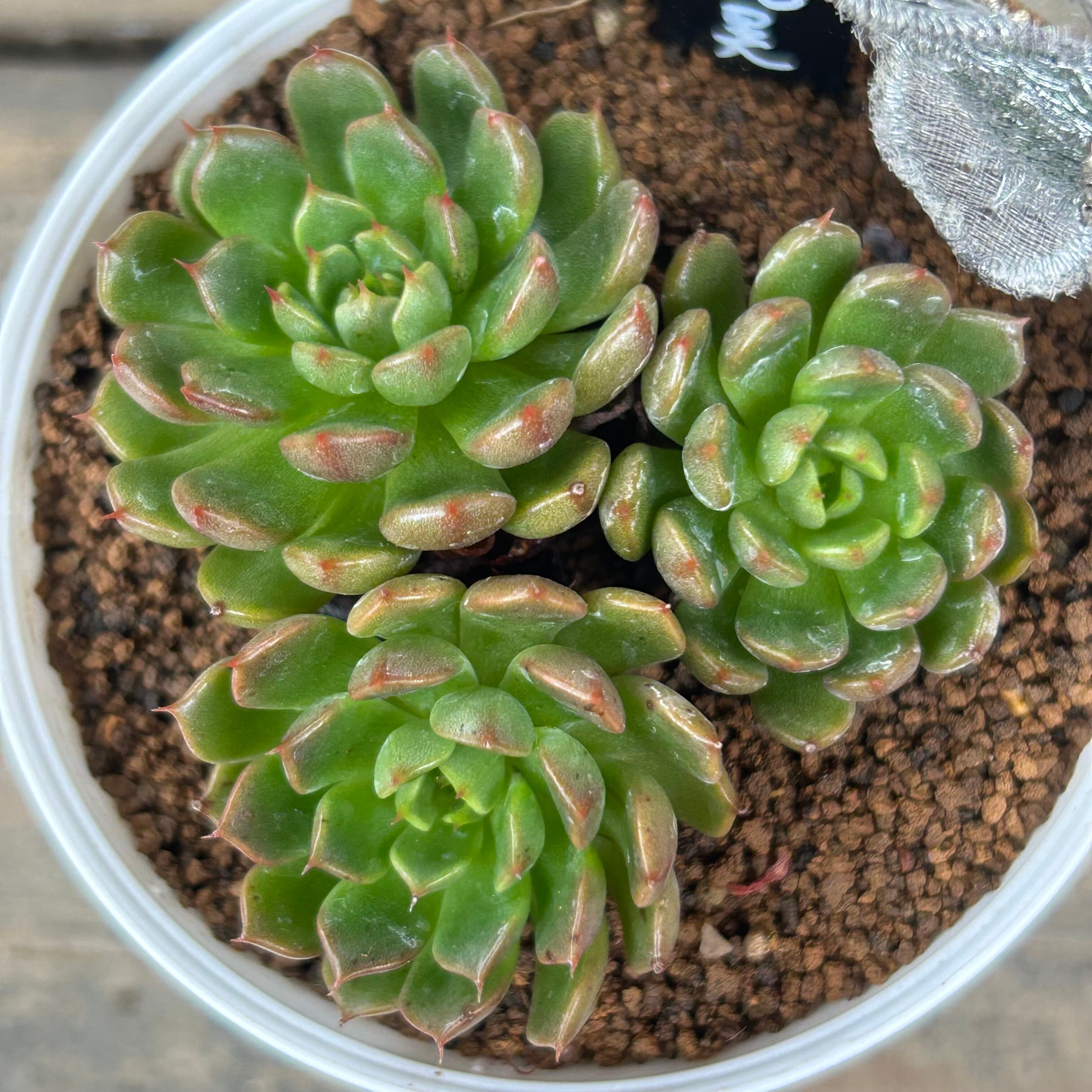 美尼王妃晃 | RuPo 多肉植物専門店