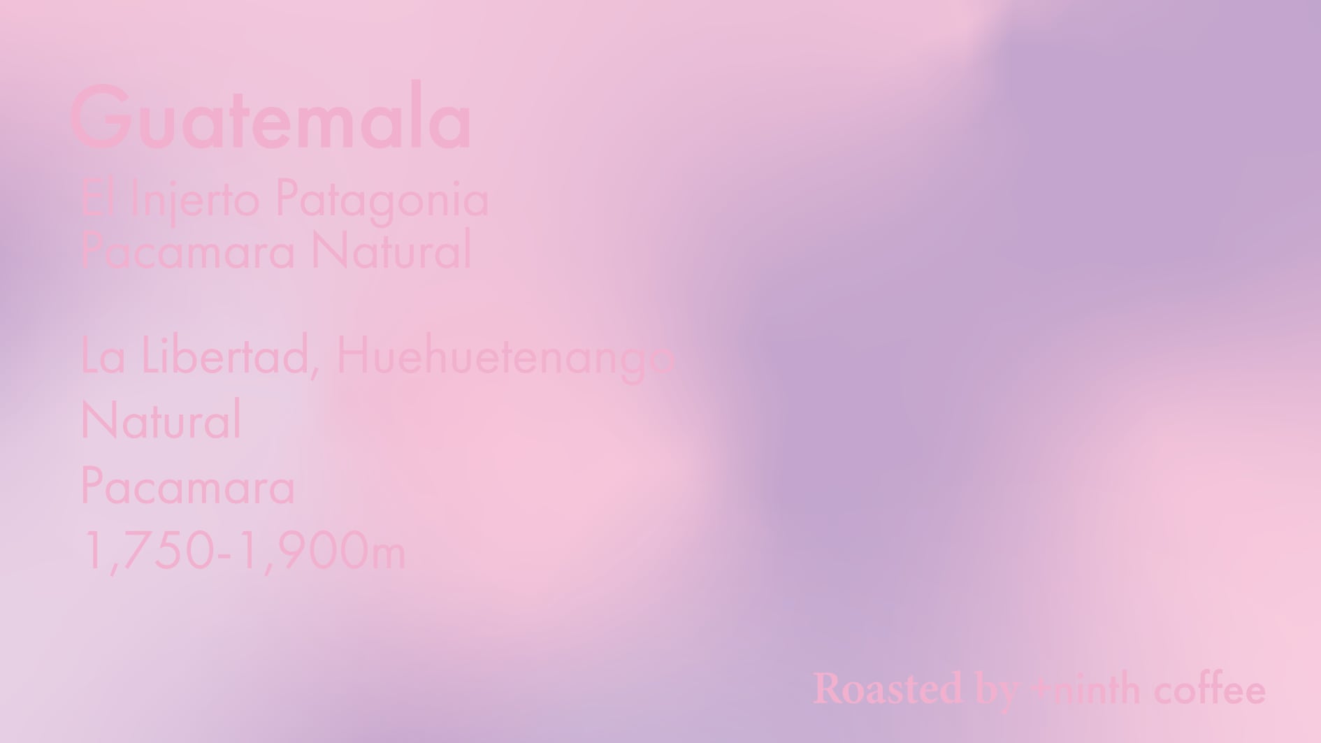 Guatemala El Injerto Patagonia, Pacamara - Natural