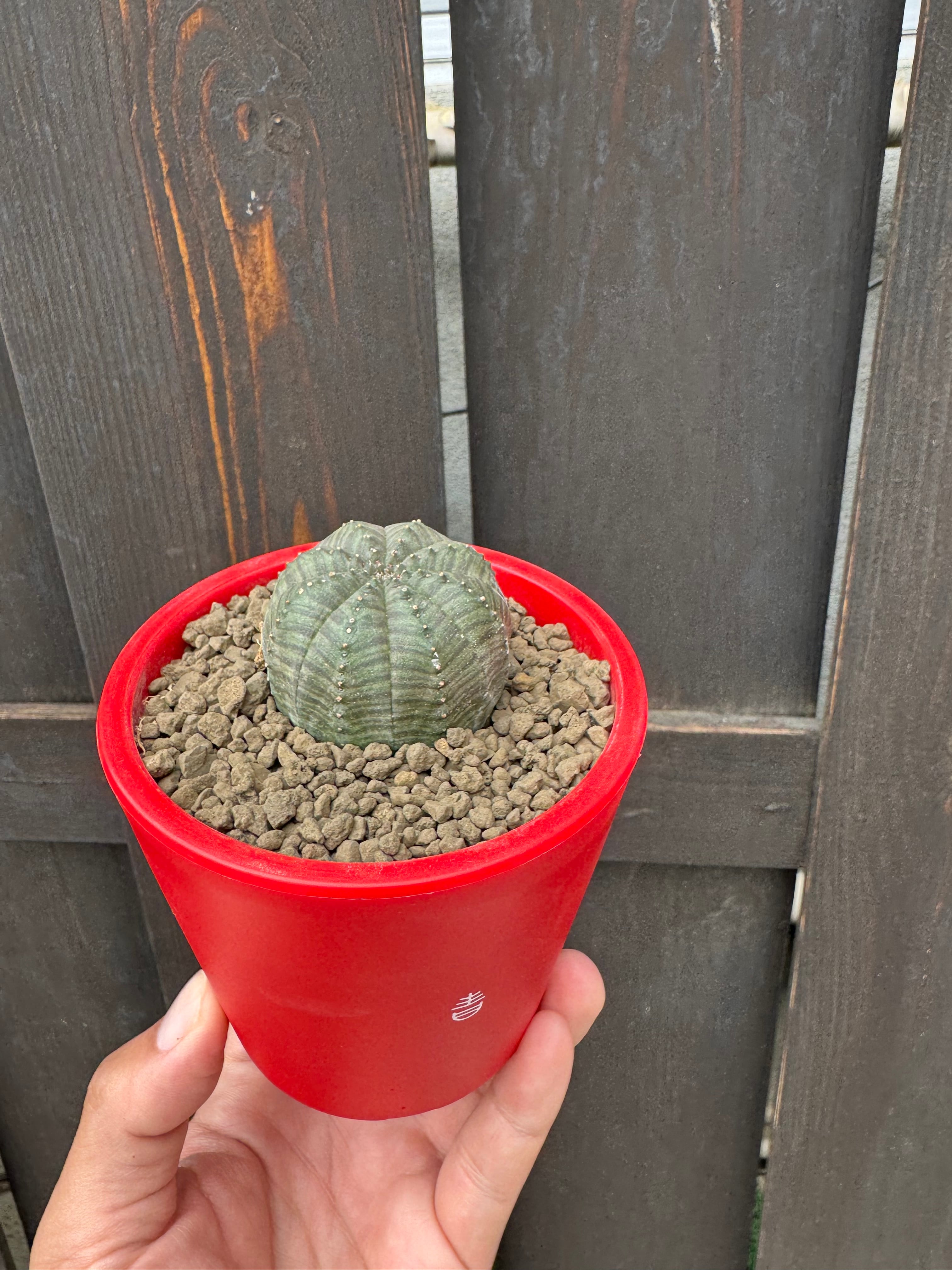 ユーフォルビア オベサ 塊根植物 BOKU HA TANOSII鉢 新着】Euphorbia Obesa × ボクタノ鉢【BOKU HA TANOSII