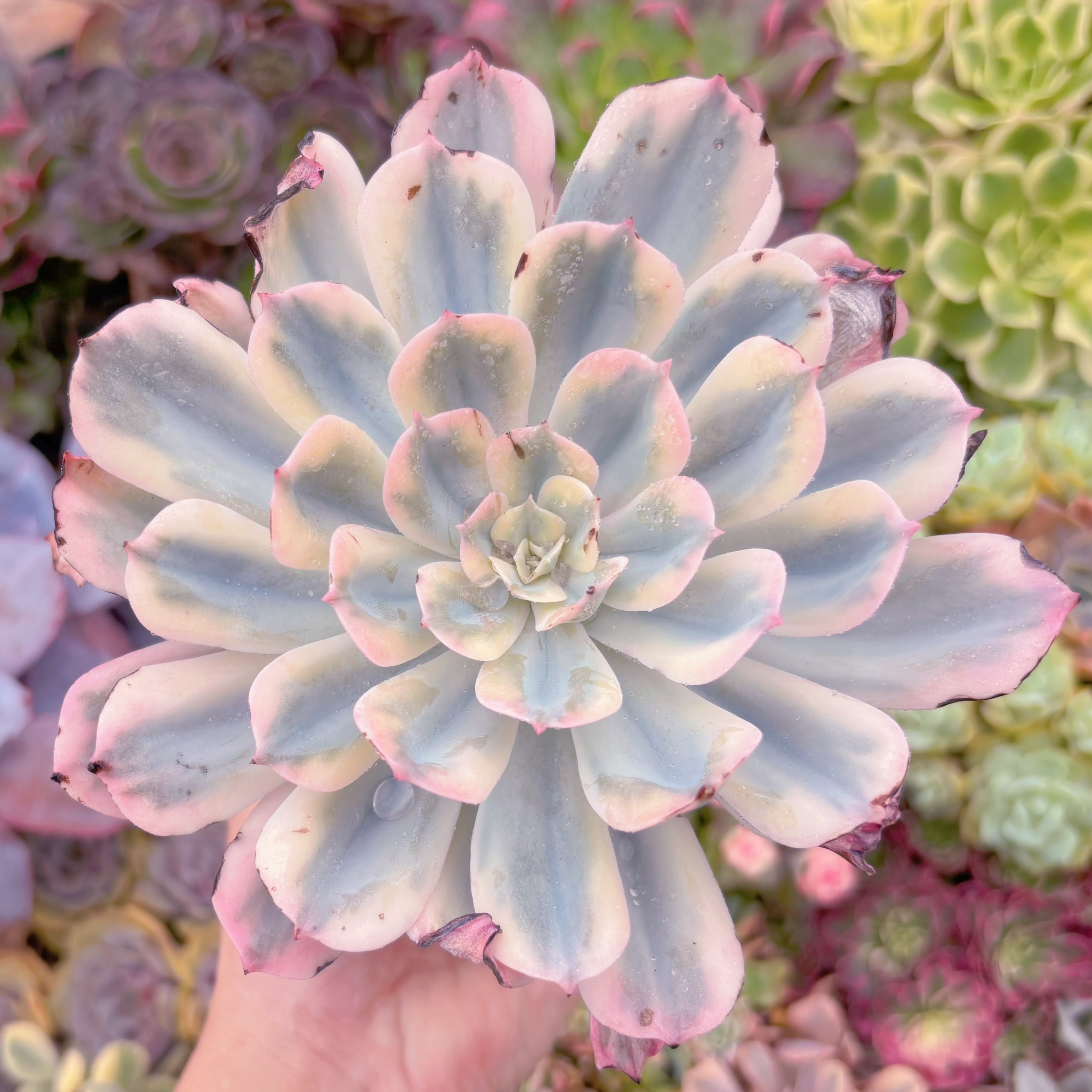 現品　七福神錦#565　るる農園