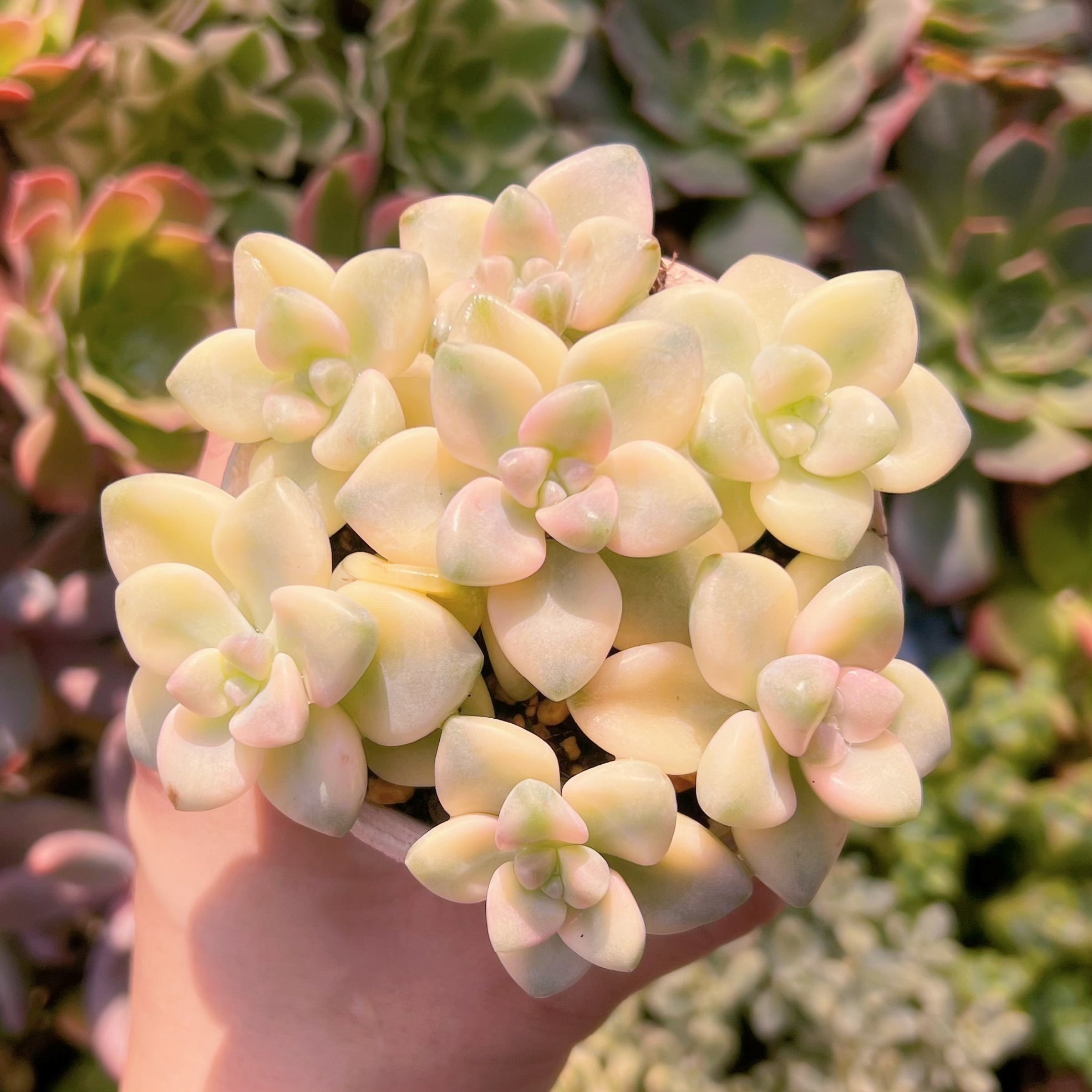 多肉植物　杏子美人錦　6頭以上　新入荷　るる農園