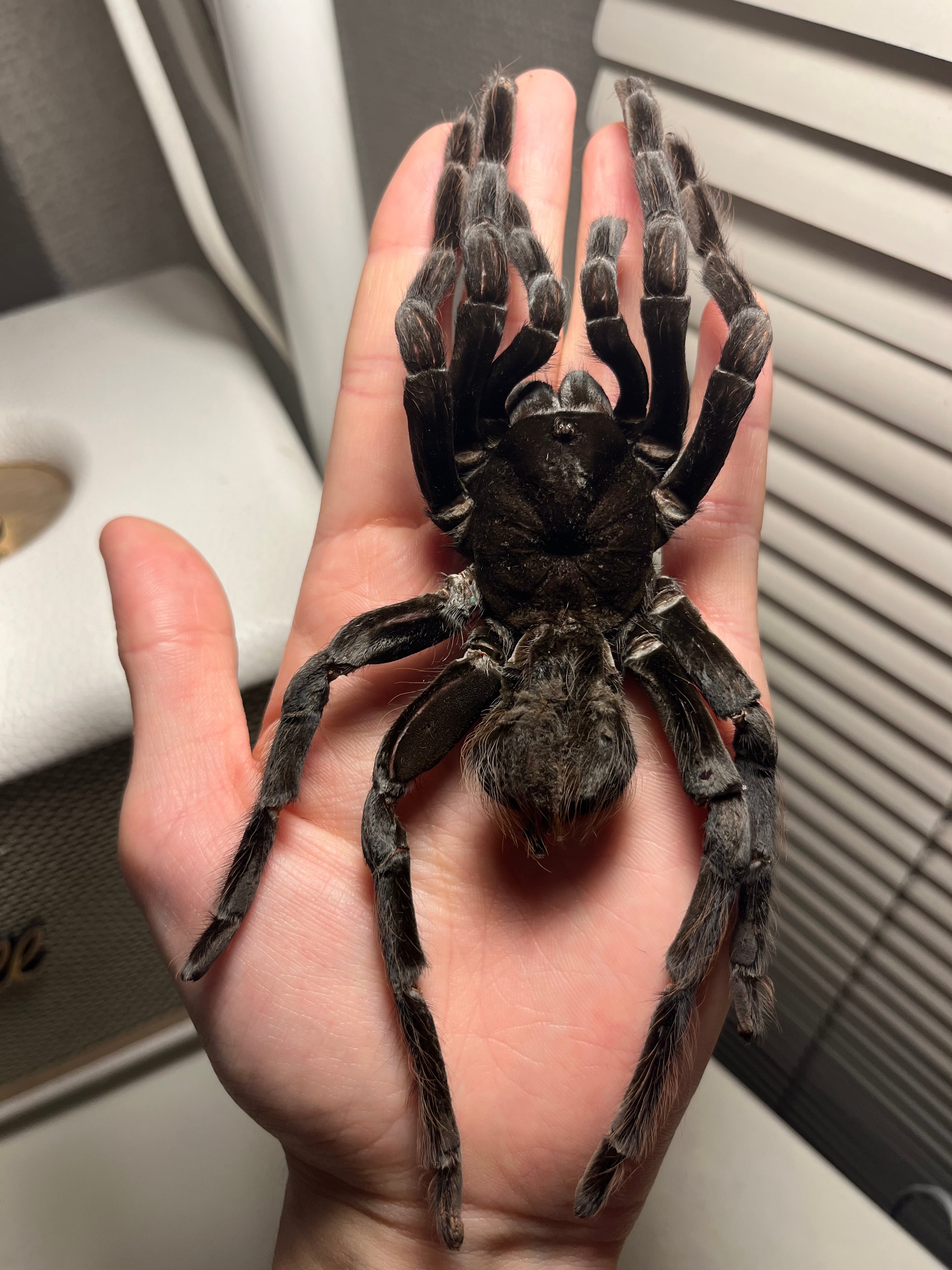 標本】グリーンハンツマン トゥルースパイダーマンティスムカデ