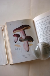 フランスヴィンテージ 1959s キノコ図鑑 Champignon de France