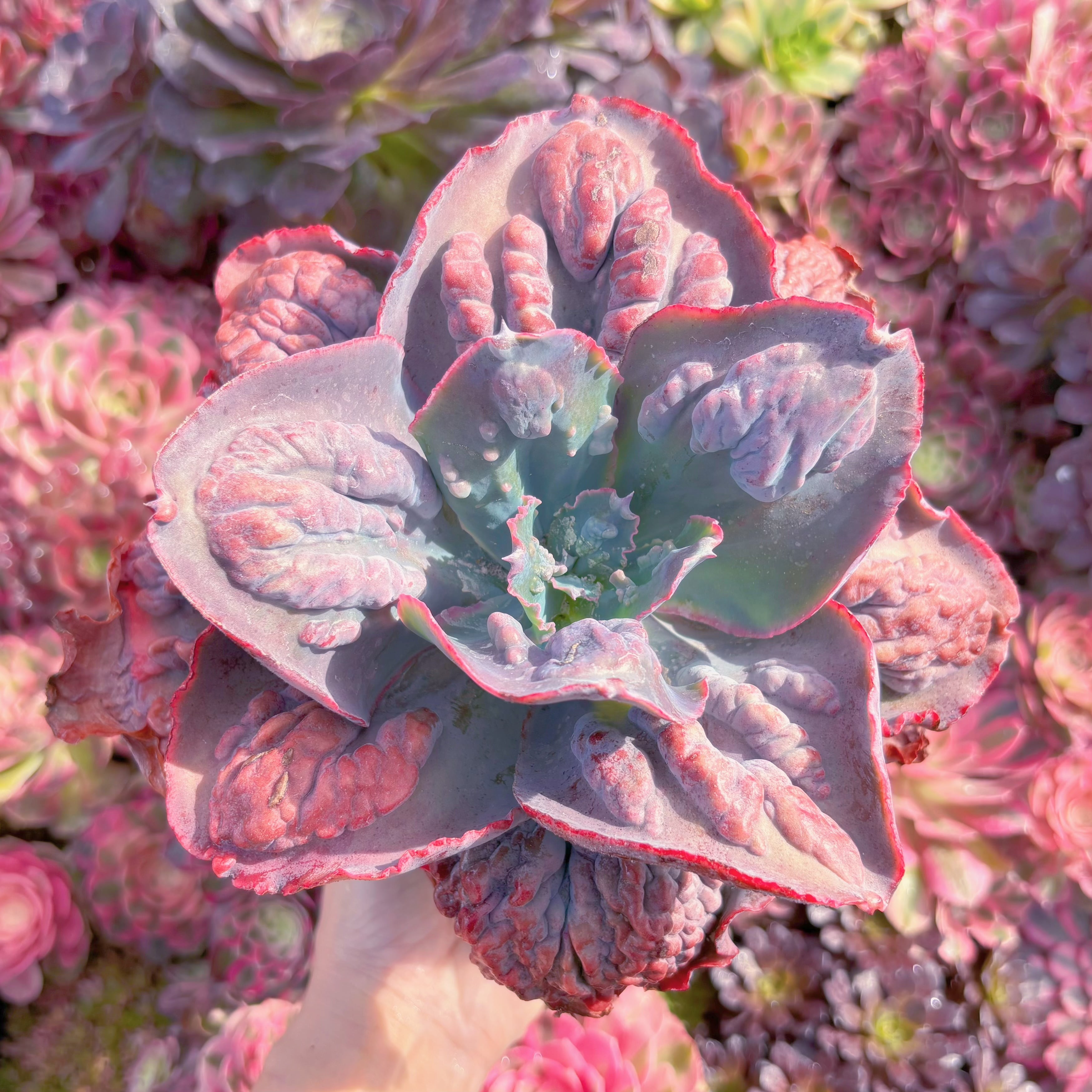 現品　紫春夢#K418　特大苗　るる農園