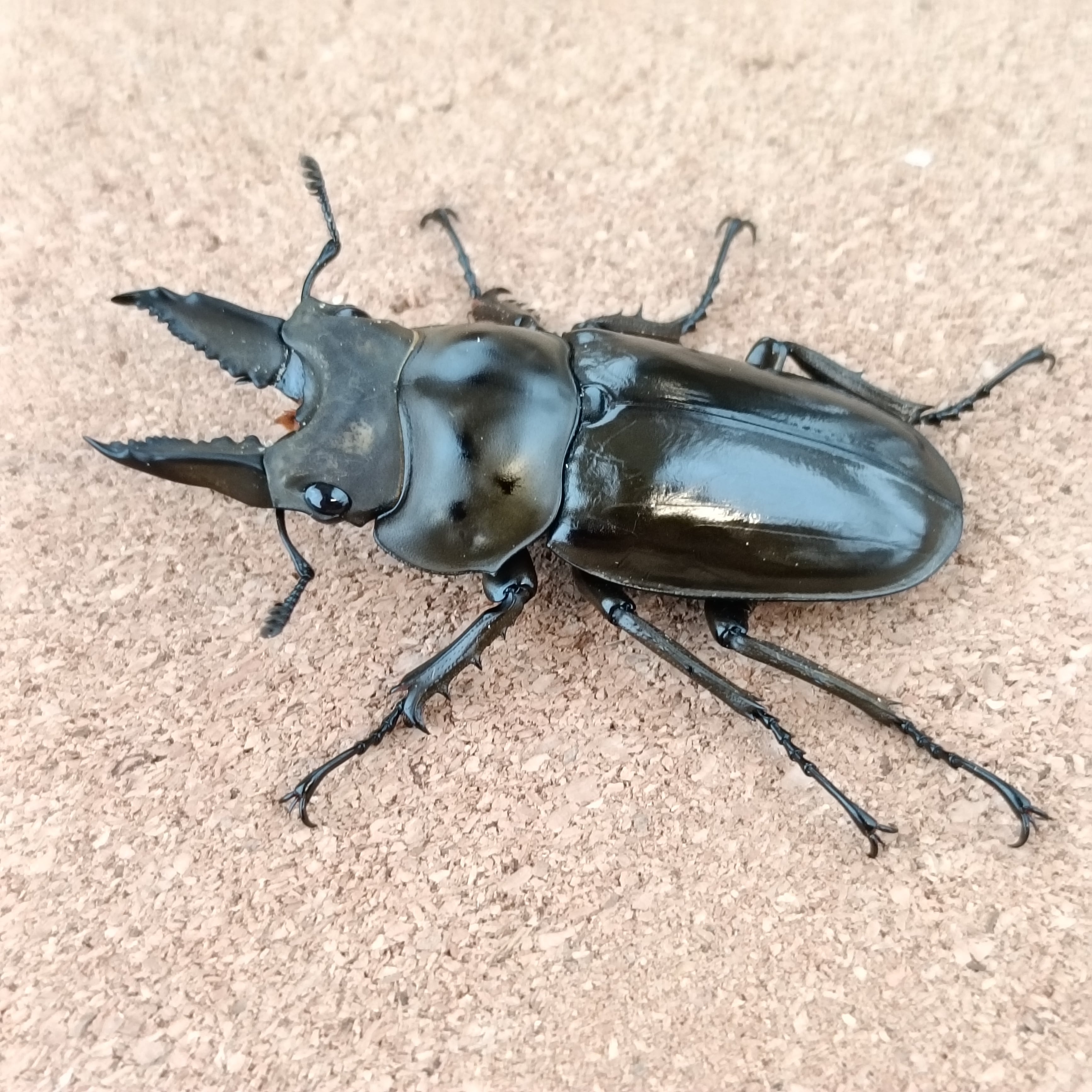 ババオウゴンオニクワガタ ♂ 55.7mm | カブクワショップ横浜